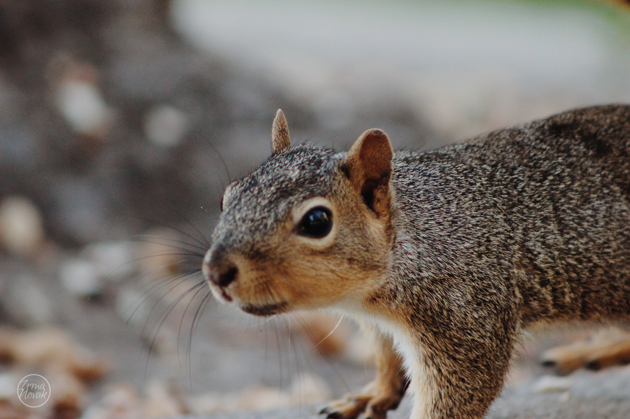 Canon EF75-300mm f/4-5.6 sample photo. Making a new friend photography
