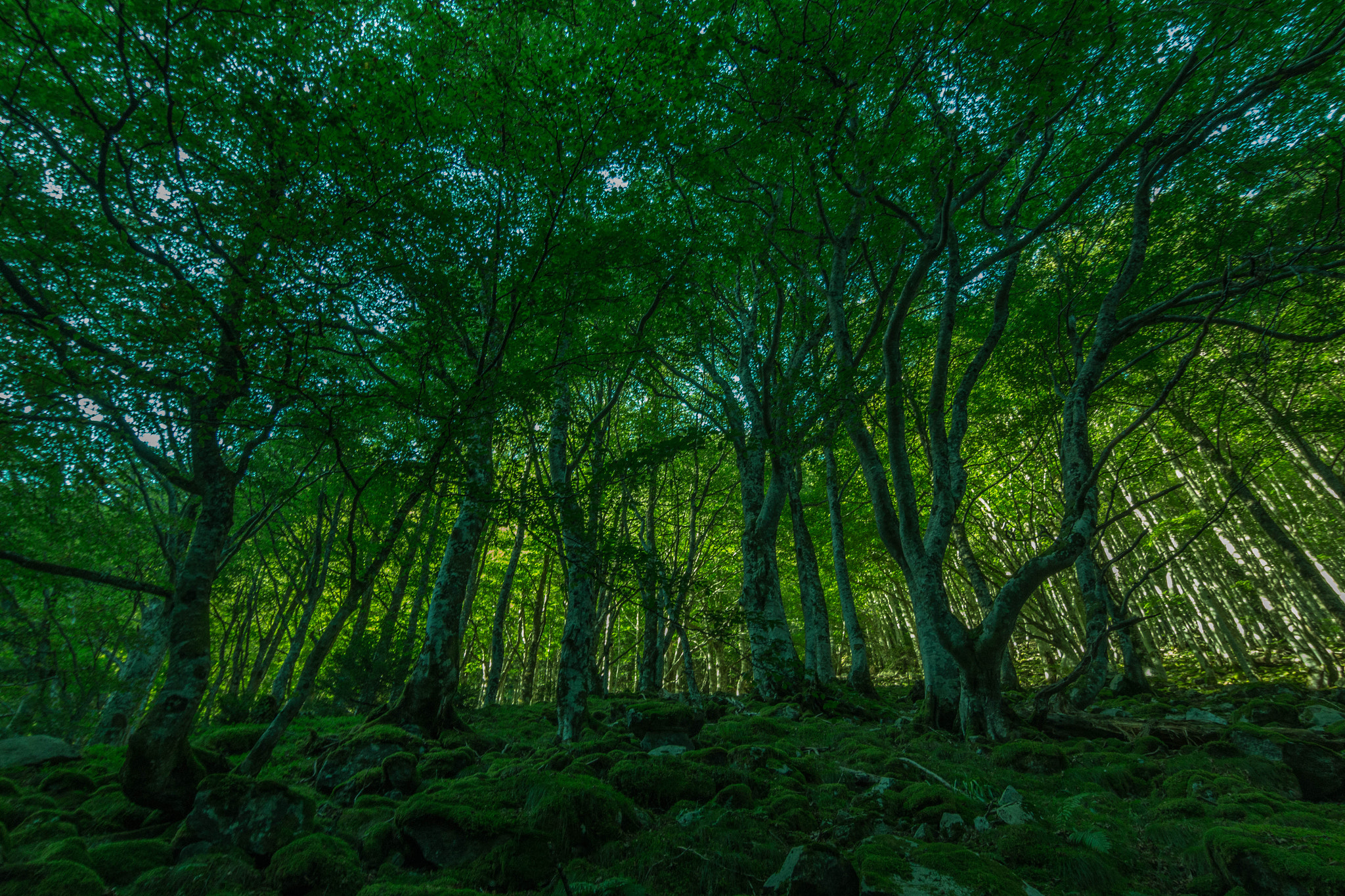 Tokina AT-X 12-28mm F4 Pro DX sample photo. Forest forêt  photography
