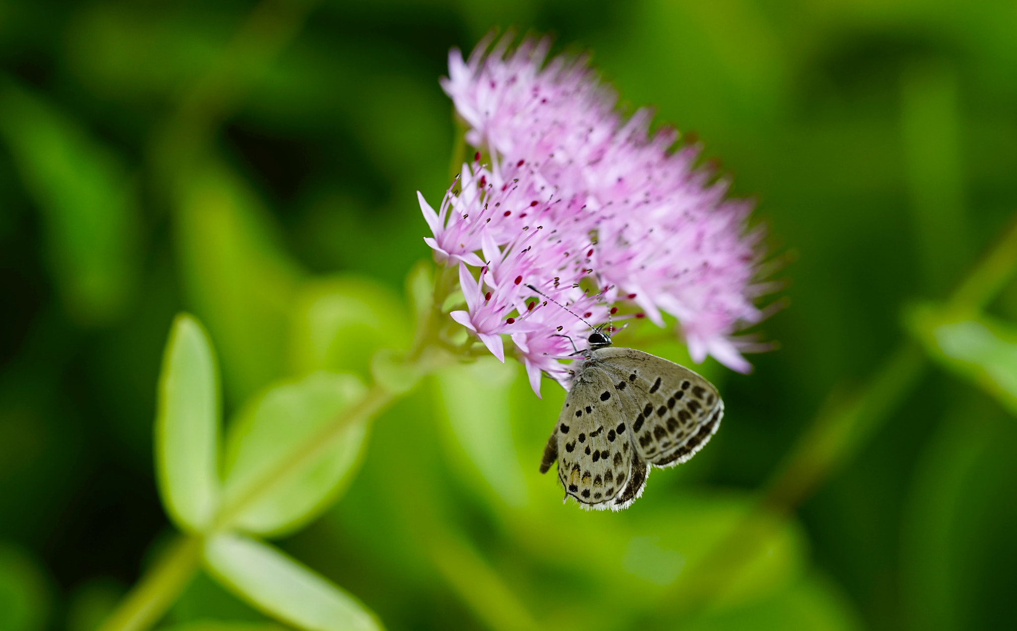Sony a7 II + Sony FE 90mm F2.8 Macro G OSS sample photo. 精灵 photography