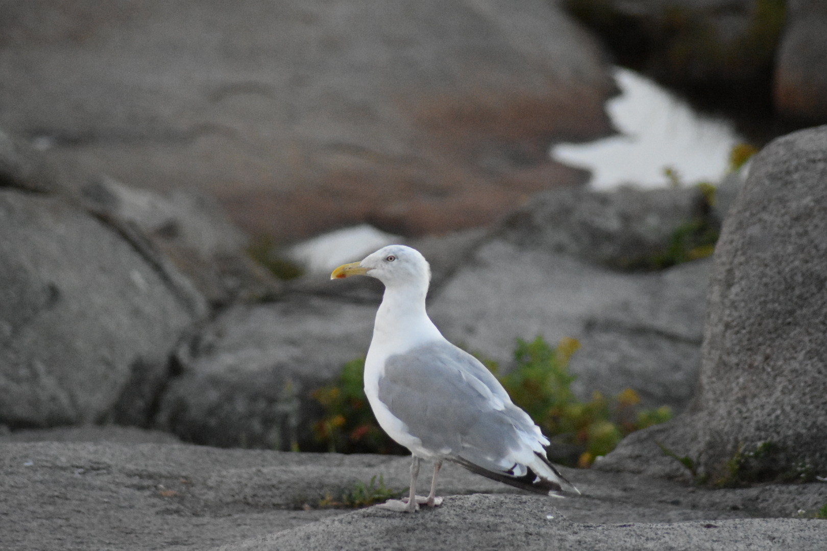 Nikon AF Nikkor 70-300mm F4-5.6G sample photo. Beautiful thing.... photography