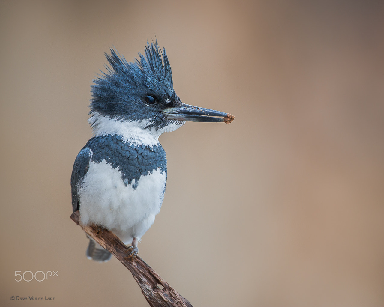 Nikon D3S sample photo. Belted kingfisher photography