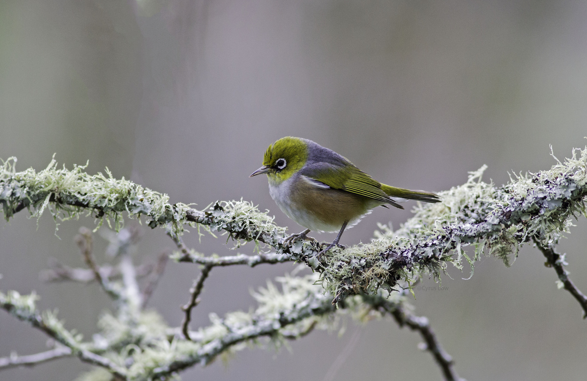 Canon EOS-1D Mark IV + Canon EF 400mm F5.6L USM sample photo. Silvereye (zosterops lateralis) photography