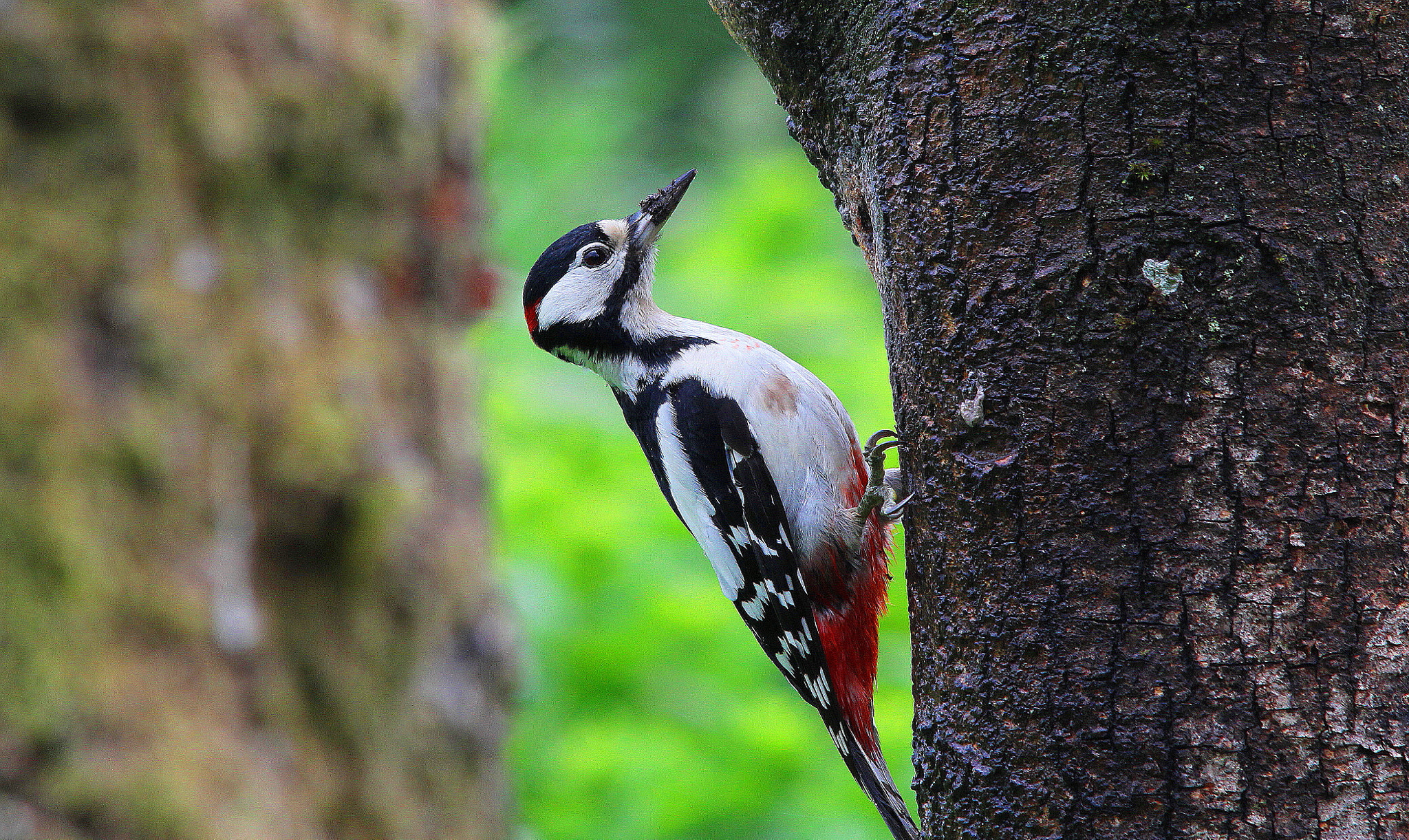 Canon 150-500mm sample photo. Great spotted woodpecker photography