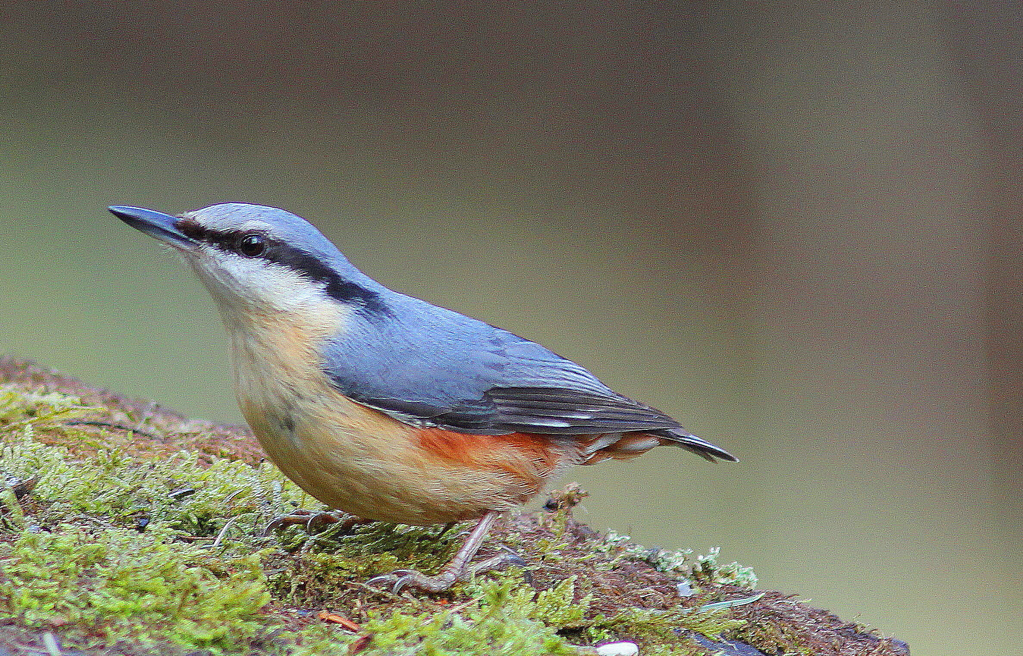 Canon EF 300mm F4L IS USM sample photo. Nuthatch photography