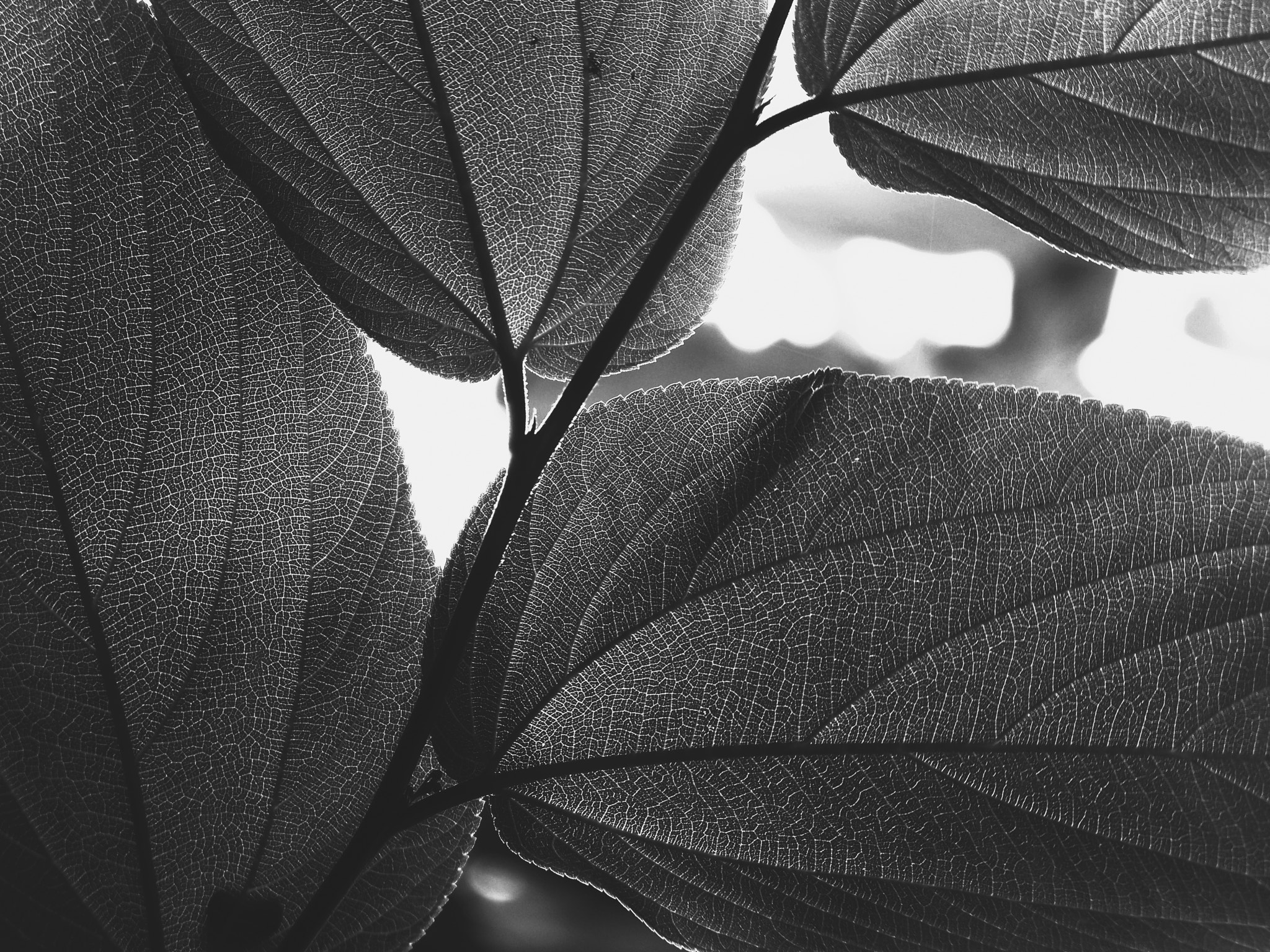 Kodak EASYSHARE Z1012 IS DIGITAL CAMERA sample photo. Abstractism [8] photography