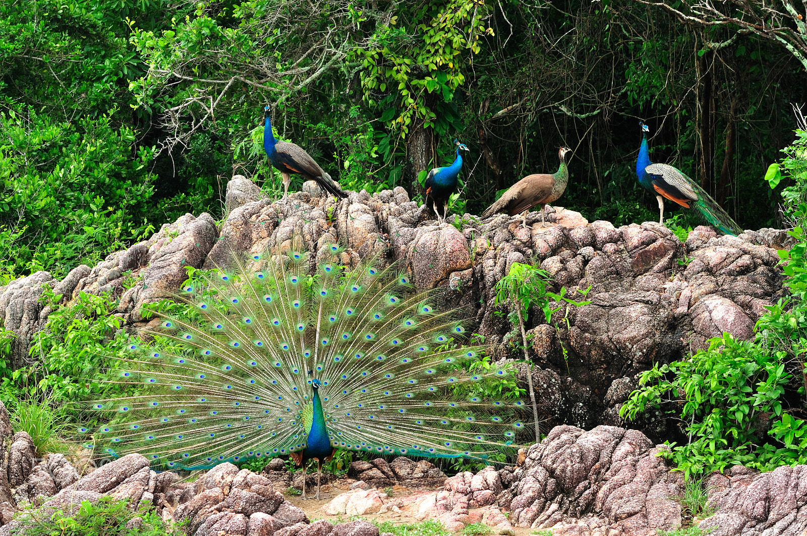AF Zoom-Nikkor 28-100mm f/3.5-5.6G sample photo. Peacock on the rocks photography