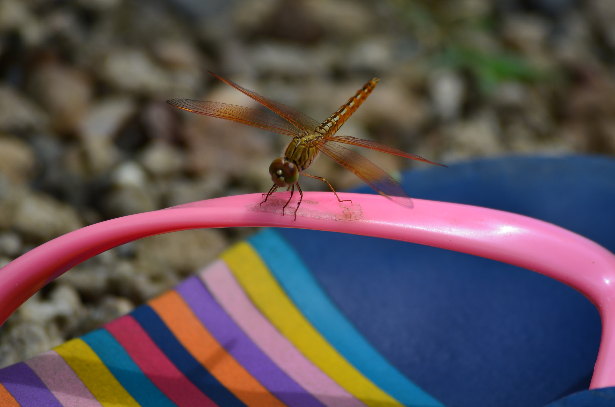 Nikon D5100 sample photo. A dragonfly photography