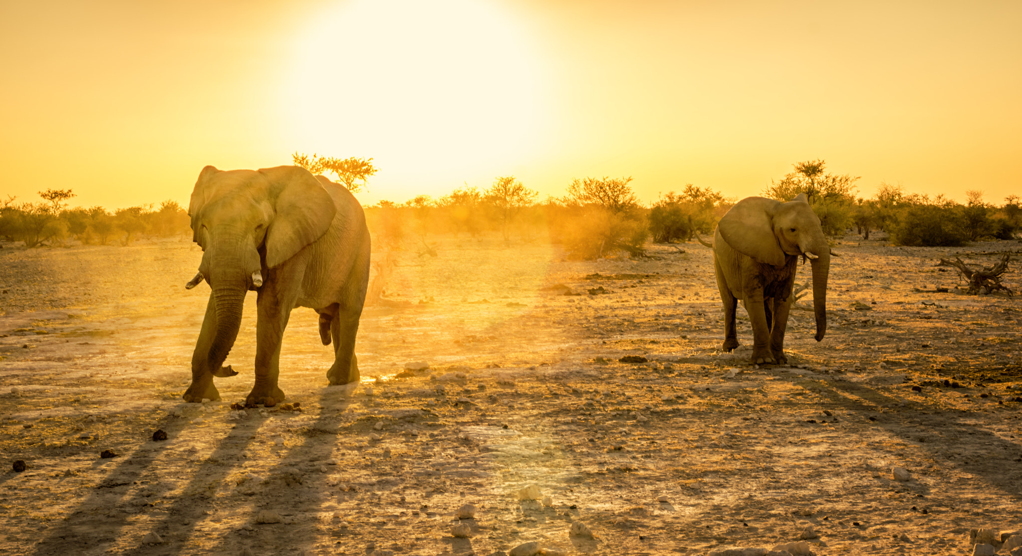 Sony a6000 + Sigma 30mm F1.4 DC DN | C sample photo. Etosha national park photography