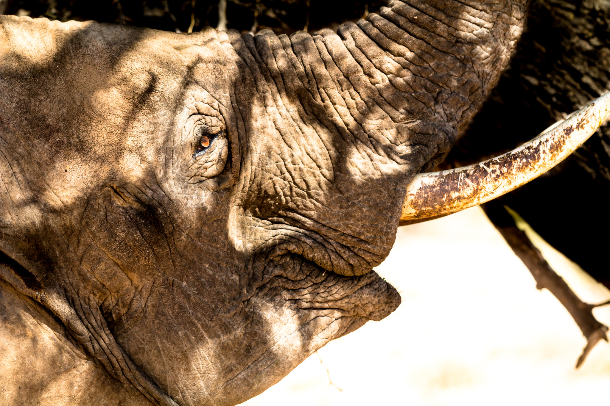 Canon EF 70-200mm F2.8L USM sample photo. Etosha national park photography