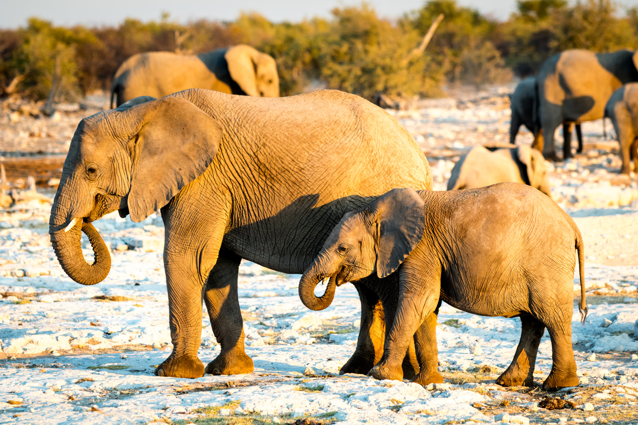 Canon EF 70-200mm F2.8L USM sample photo. Etosha national park photography