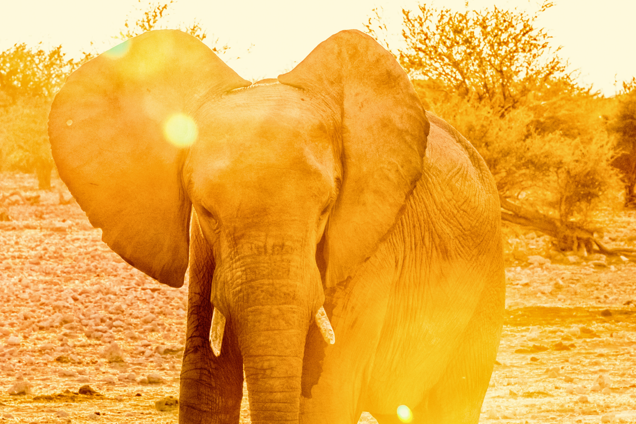 Canon EF 70-200mm F2.8L USM sample photo. Etosha national park photography