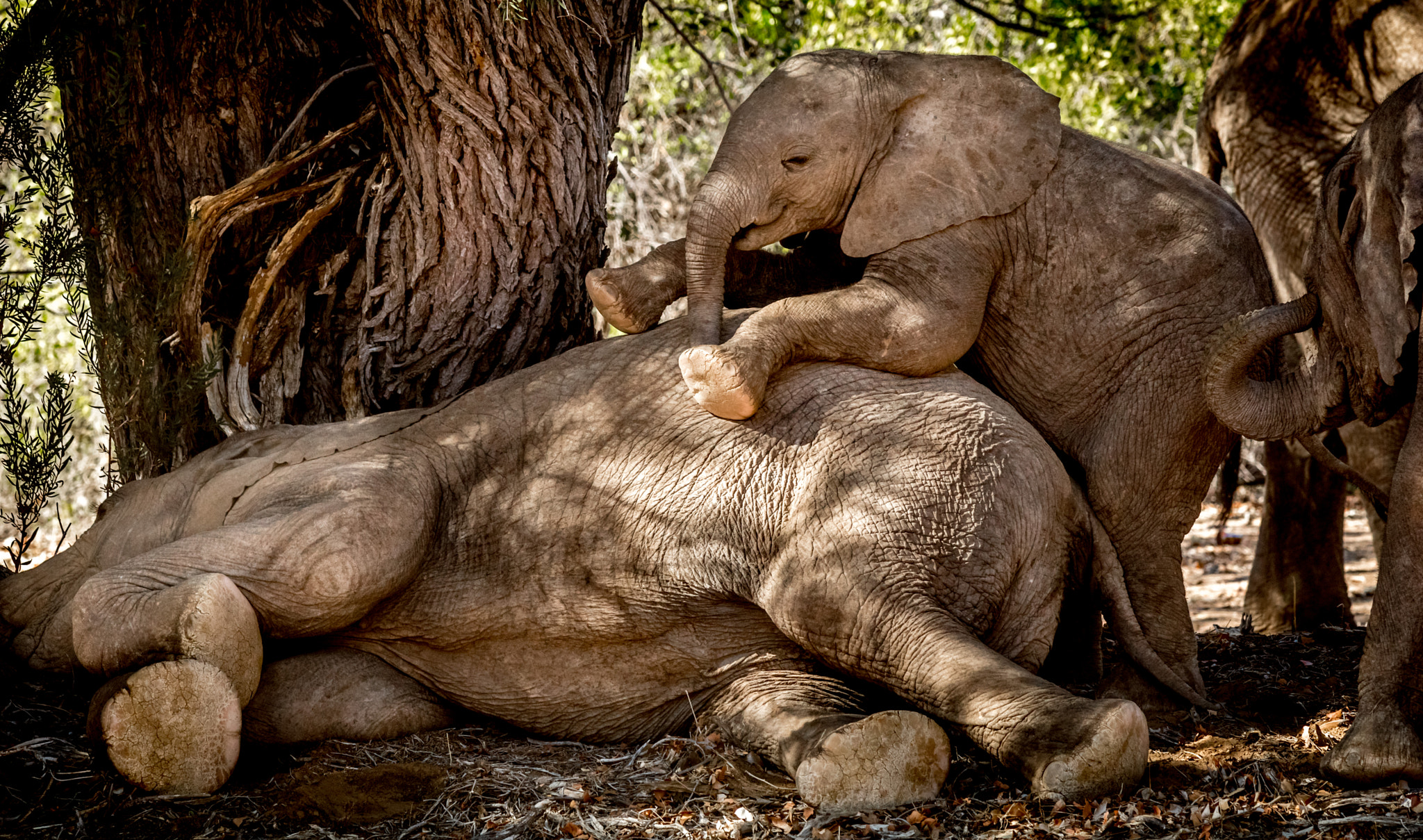 Canon EF 70-200mm F2.8L USM sample photo. Etosha national park photography