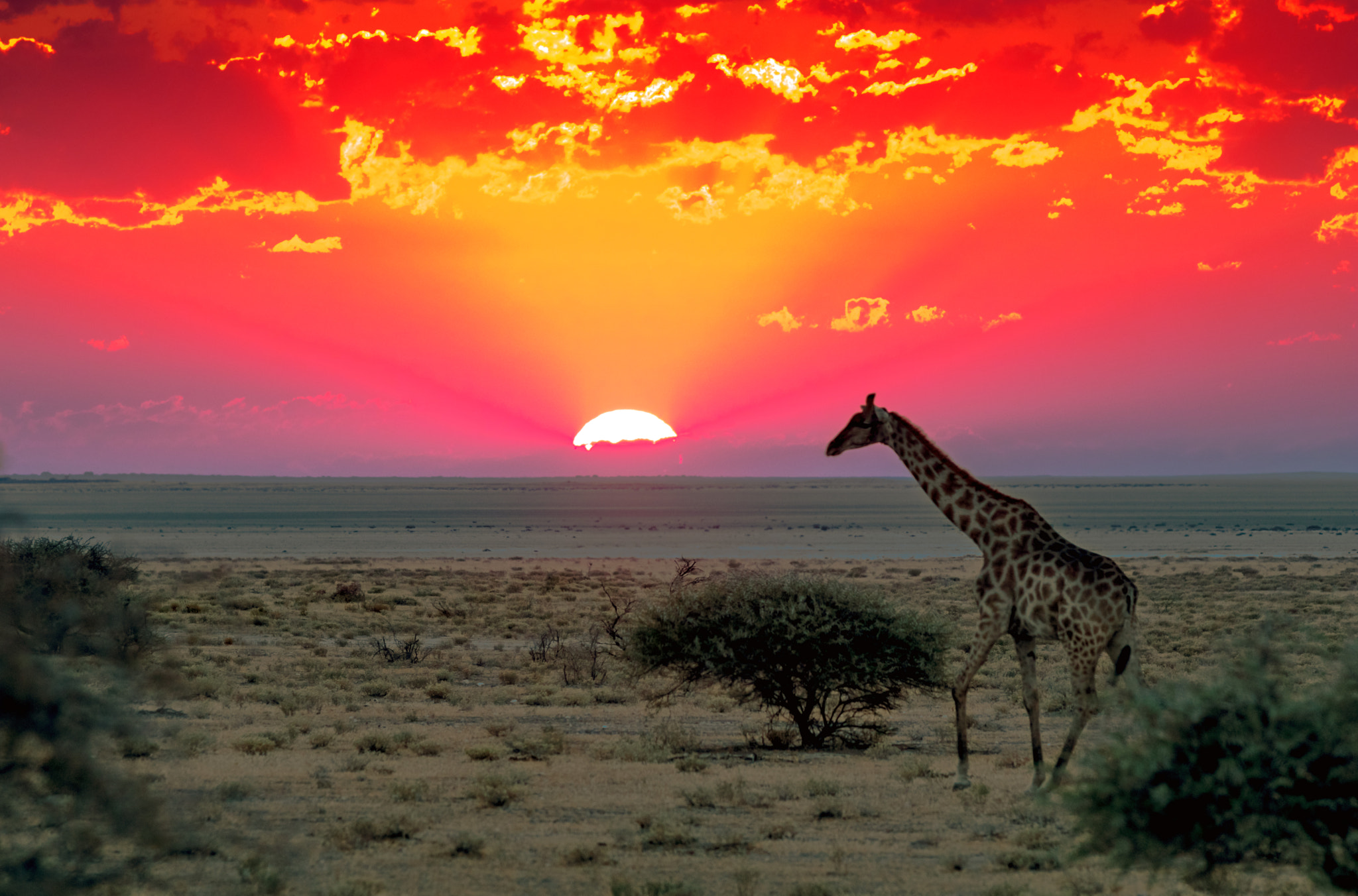 Canon EF 70-200mm F2.8L USM sample photo. Etosha national park photography