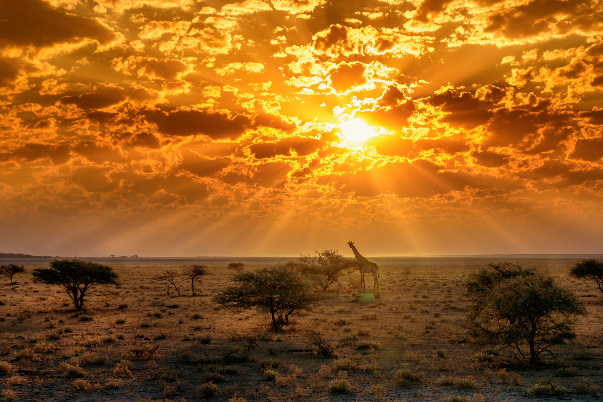 Sony a6000 + Sigma 30mm F1.4 DC DN | C sample photo. Etosha national park photography