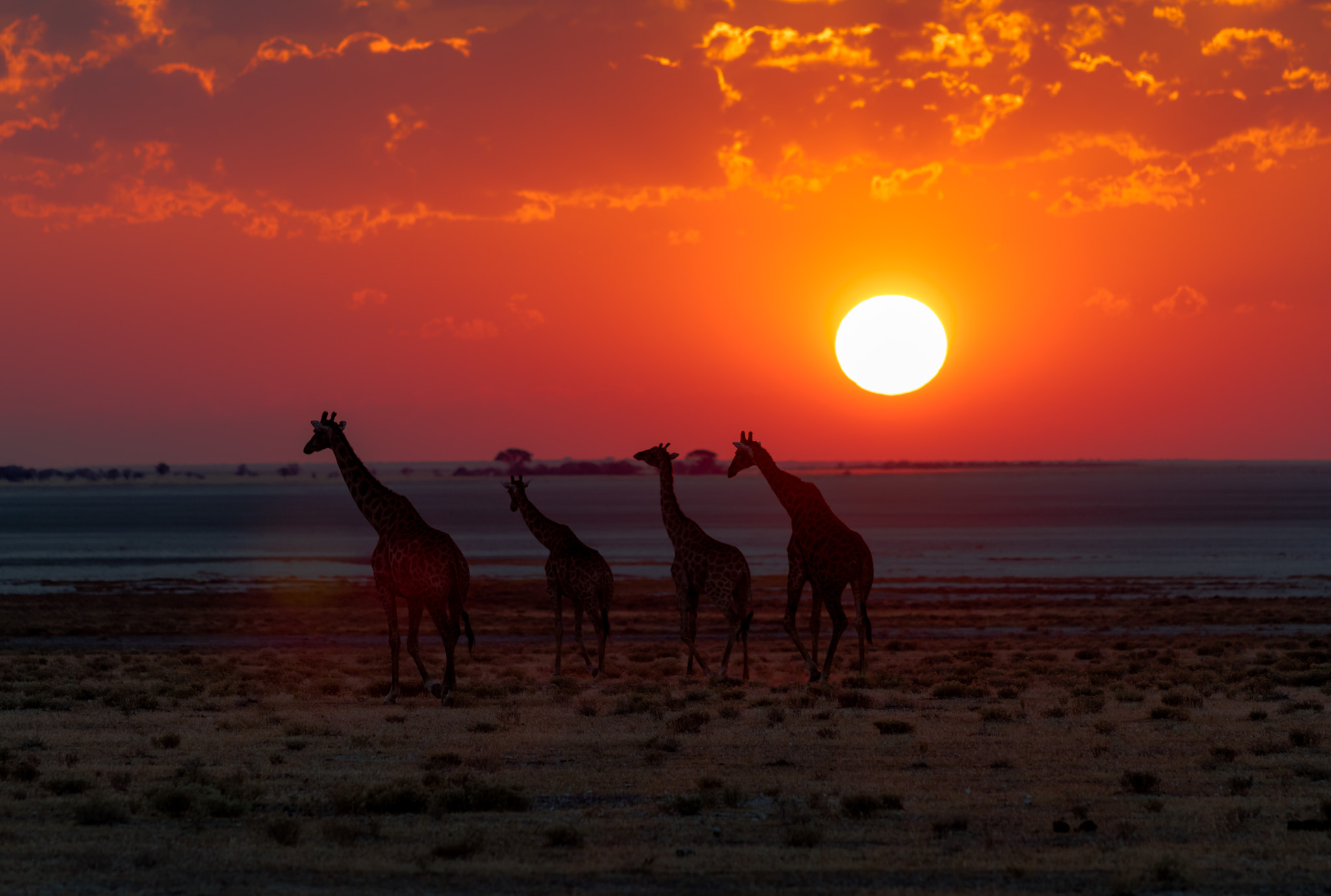 Canon EF 70-200mm F2.8L USM sample photo. Etosha national park photography