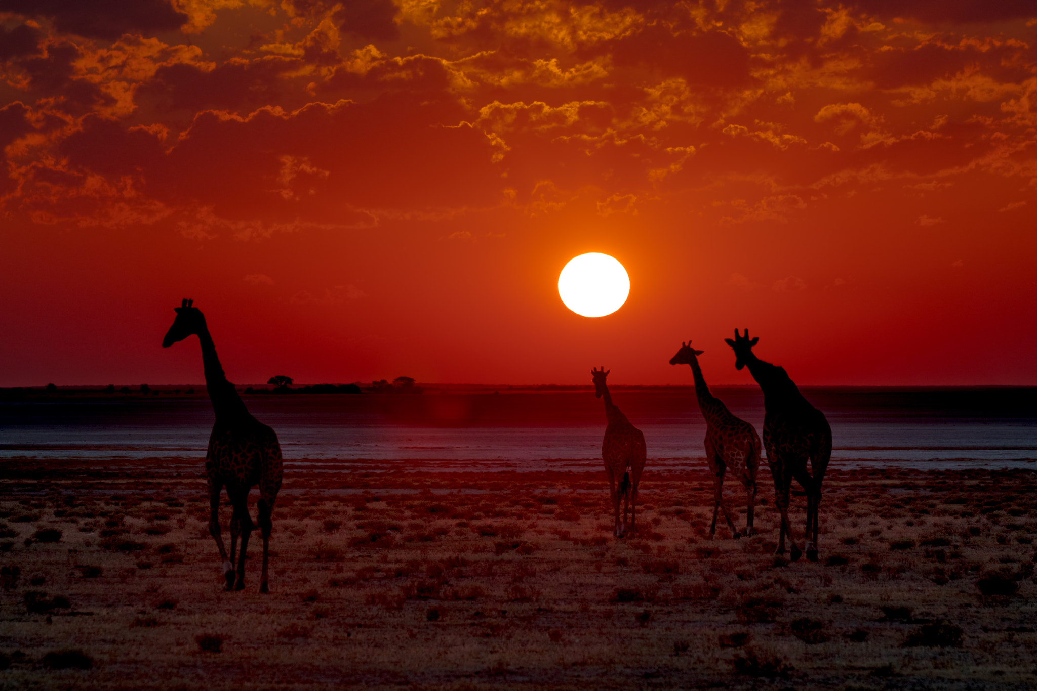 Canon EF 70-200mm F2.8L USM sample photo. Etosha national park photography