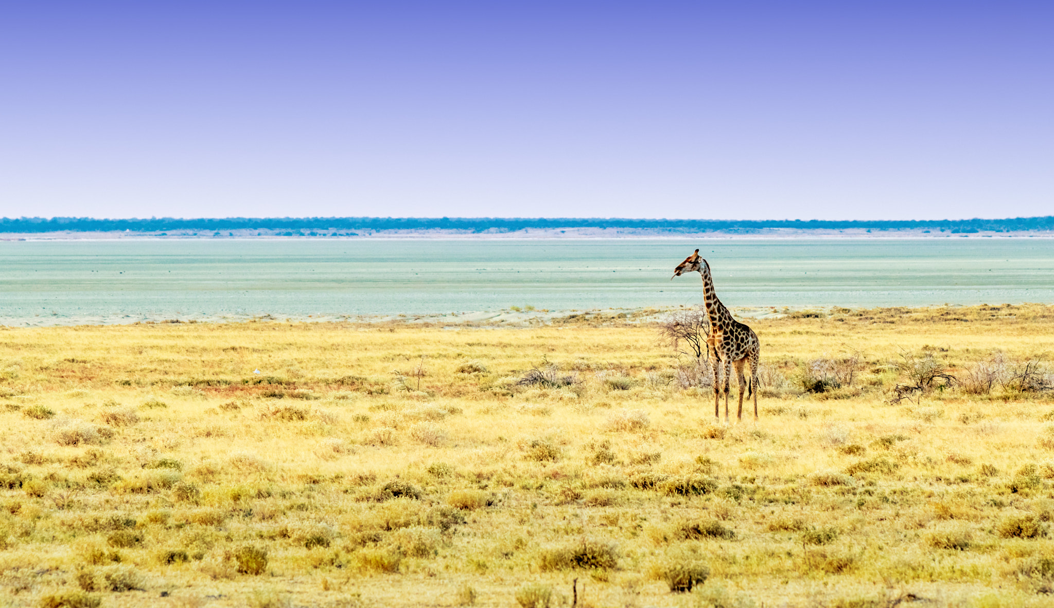 Canon EF 70-200mm F2.8L USM sample photo. Etosha national park photography