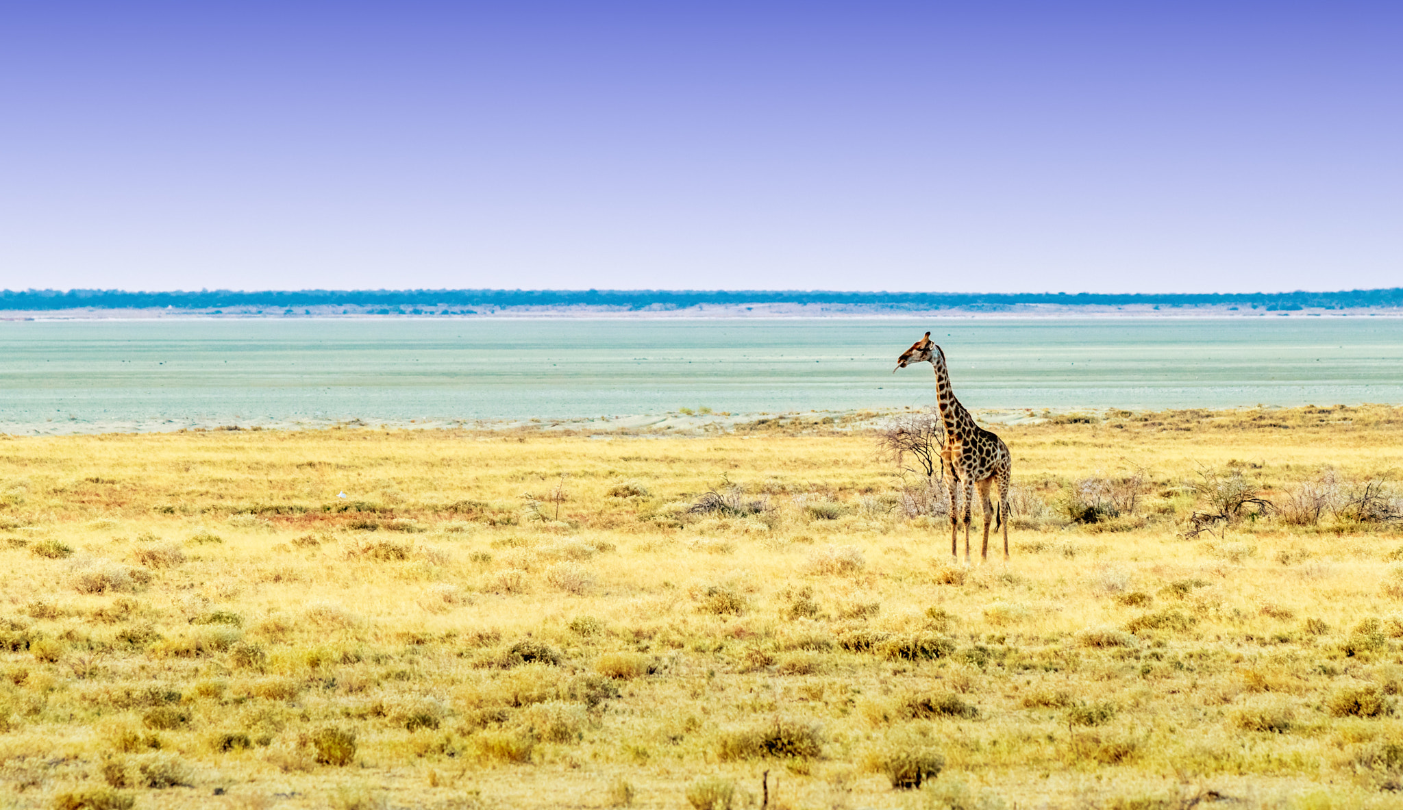 Canon EOS 80D + Canon EF 70-200mm F2.8L USM sample photo. Etosha national park photography