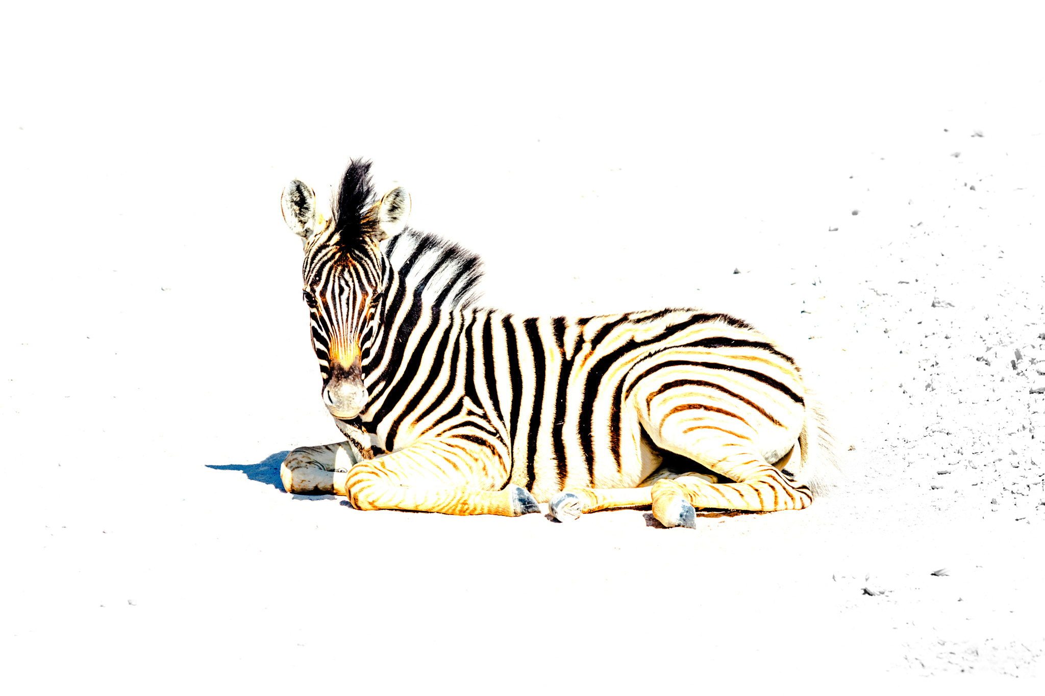 Canon EF 70-200mm F2.8L USM sample photo. Etosha national park photography