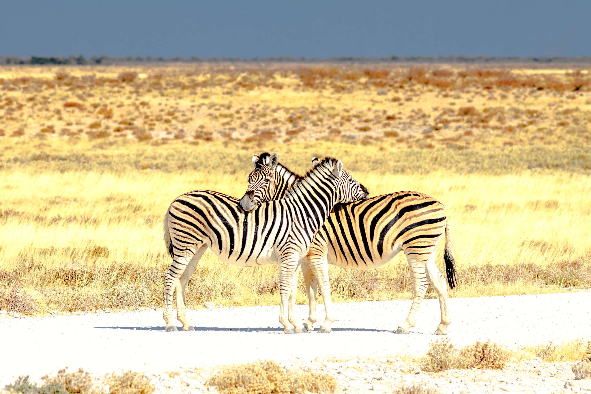 Canon EF 70-200mm F2.8L USM sample photo. Etosha national park photography
