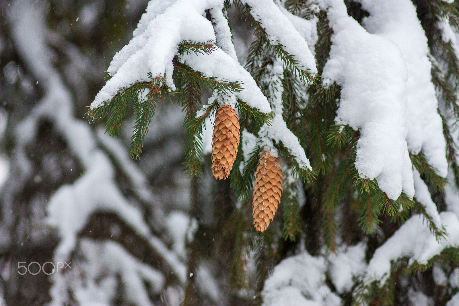 Canon EF 35-80mm f/4-5.6 sample photo. Spruse photography