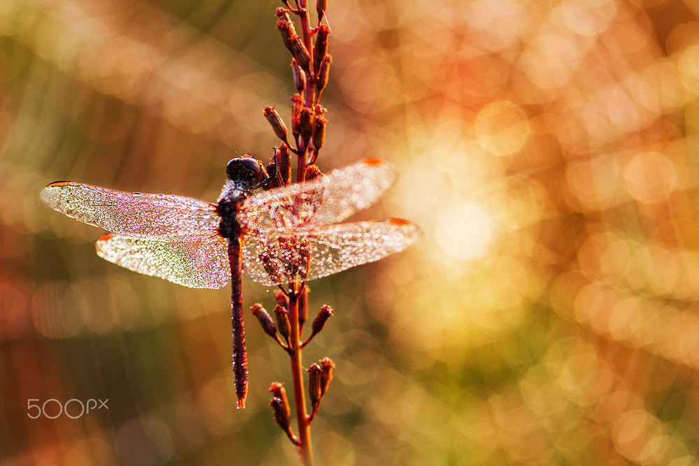 Sigma 105mm F2.8 EX DG Macro sample photo. Dawn cinema photography