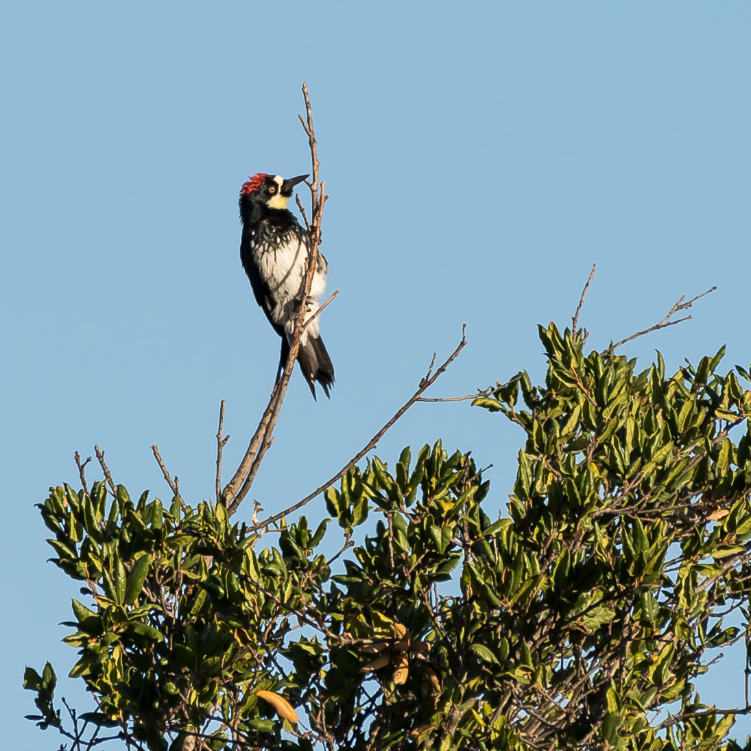 Nikon AF-S Nikkor 200-500mm F5.6E ED VR sample photo. Woodpecker on a stick photography