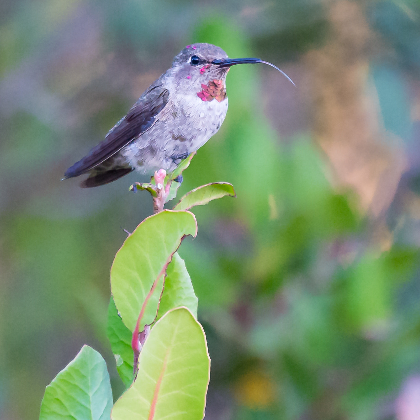 Nikon AF-S Nikkor 200-500mm F5.6E ED VR sample photo. Hummingbird sticking his tongue out photography