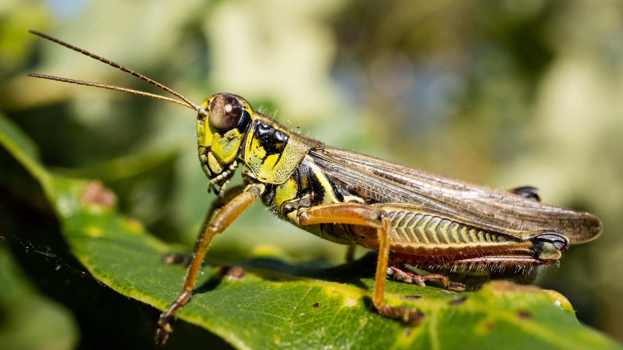 Canon EF-M 28mm F3.5 Macro IS STM sample photo. Super macro grasshopper photography