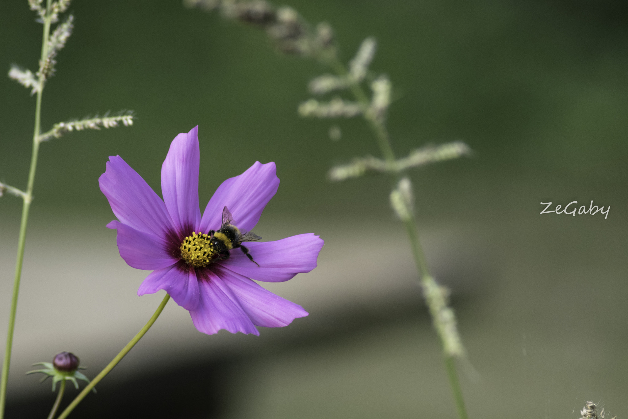 Tamron AF 70-300mm F4-5.6 Di LD Macro sample photo. Complicated photography