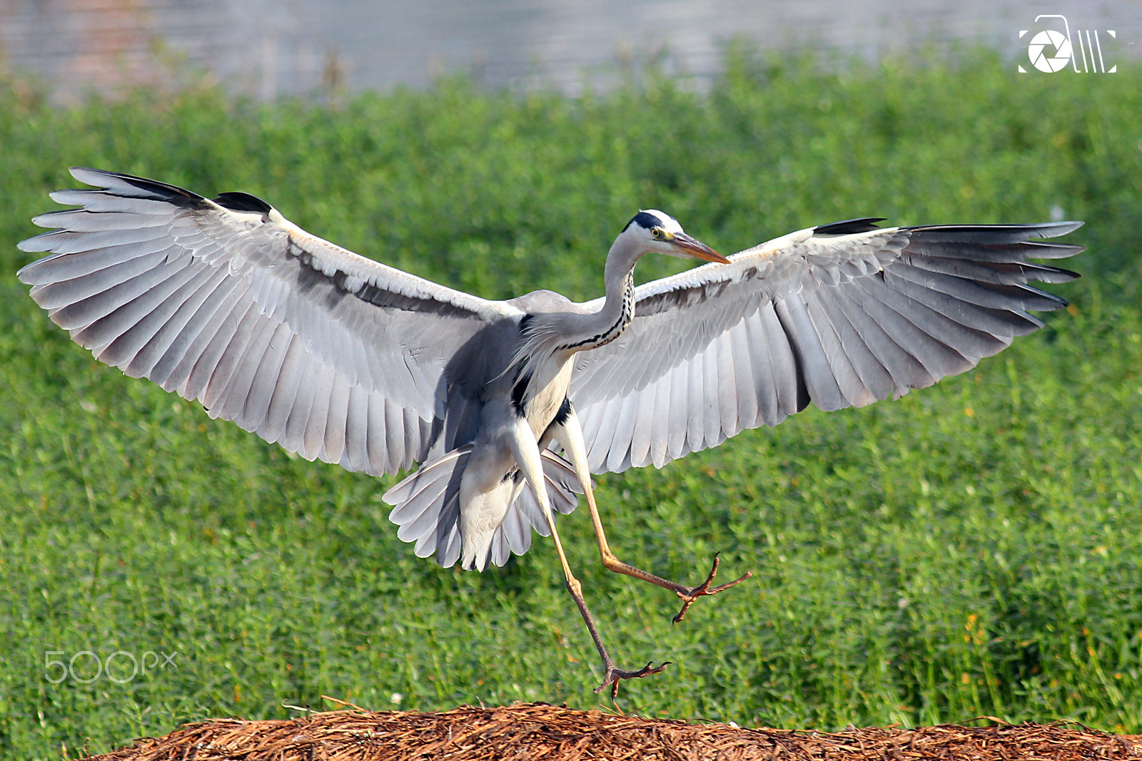 Canon EOS 550D (EOS Rebel T2i / EOS Kiss X4) + Canon EF 400mm F5.6L USM sample photo. Grey heron photography