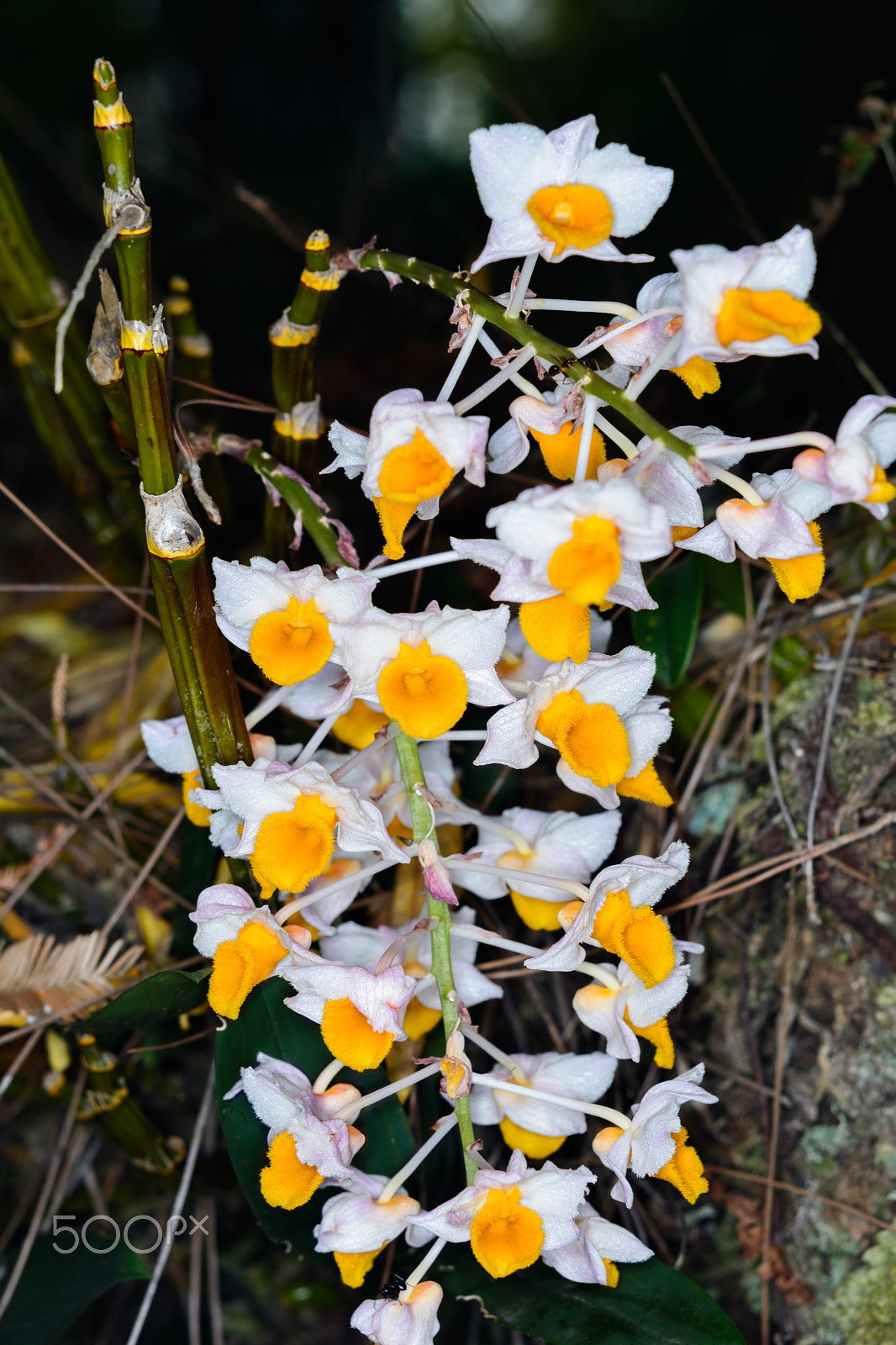 Nikon D5200 + Nikon AF-S Micro-Nikkor 60mm F2.8G ED sample photo. Dendrobium thyrsiflorum orchids photography