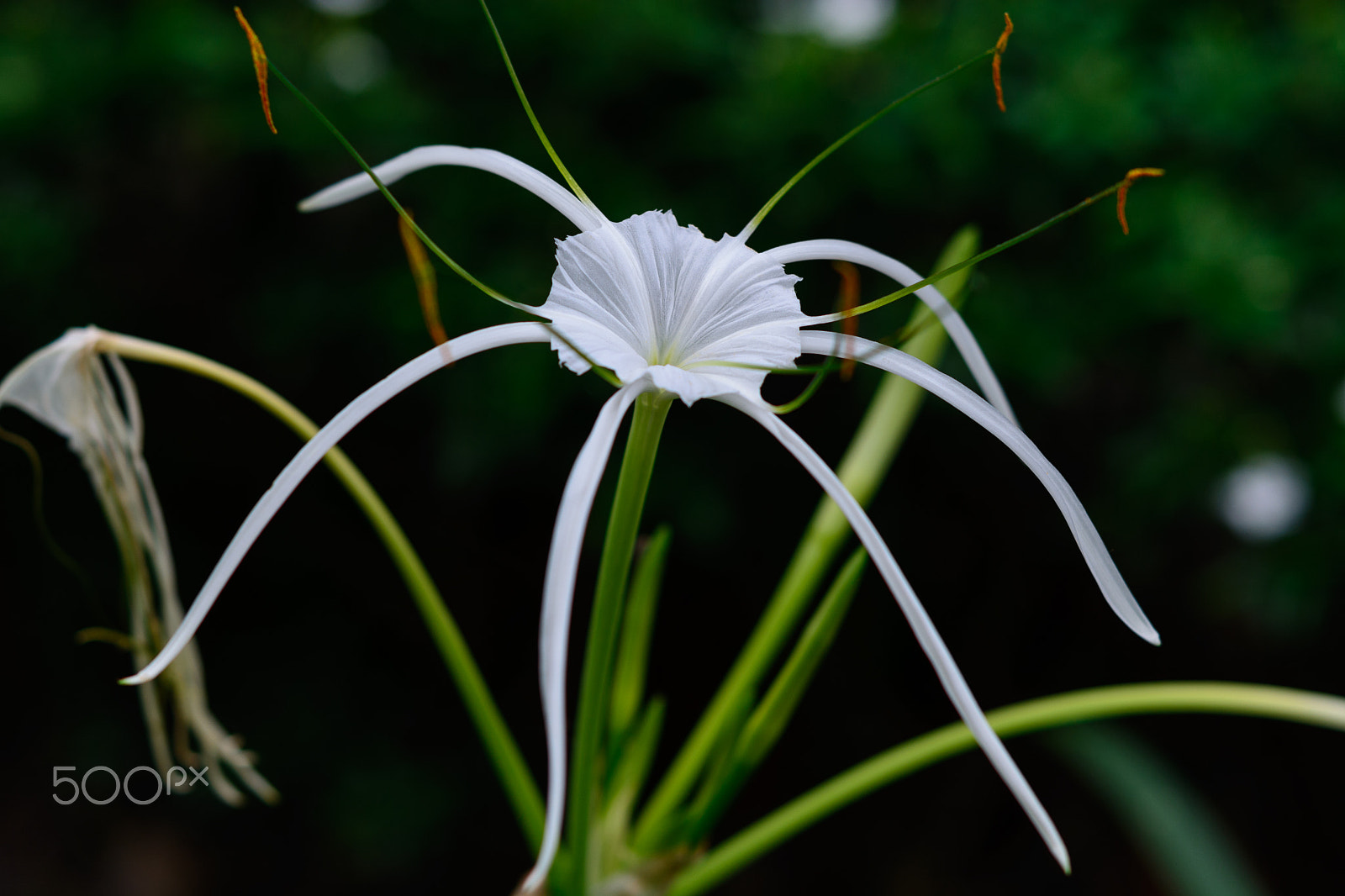 Nikon AF-S Micro-Nikkor 60mm F2.8G ED sample photo. Hymenocallis littoralis herb photography