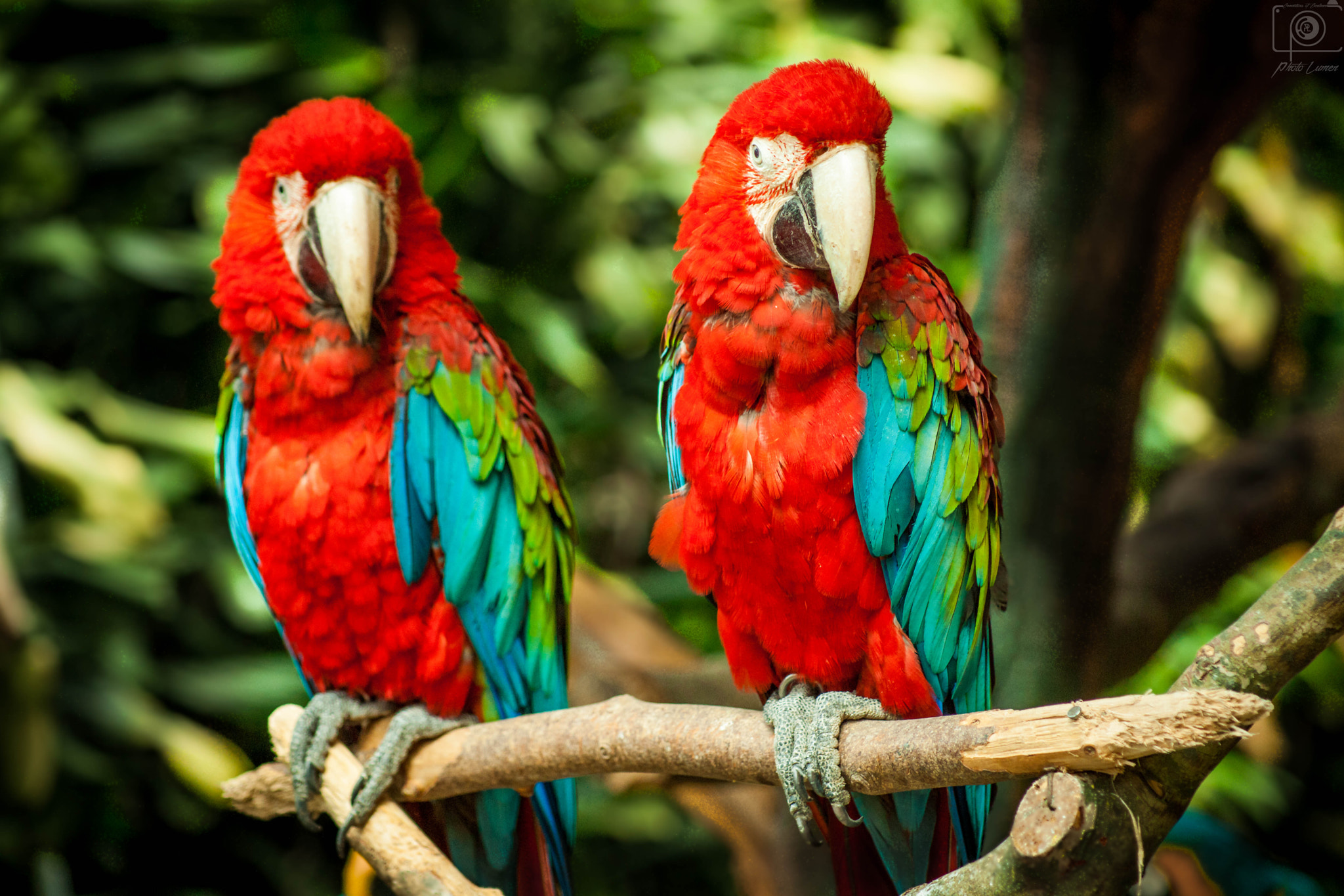 Sony 75-300mm F4.5-5.6 sample photo. Colours galore photography