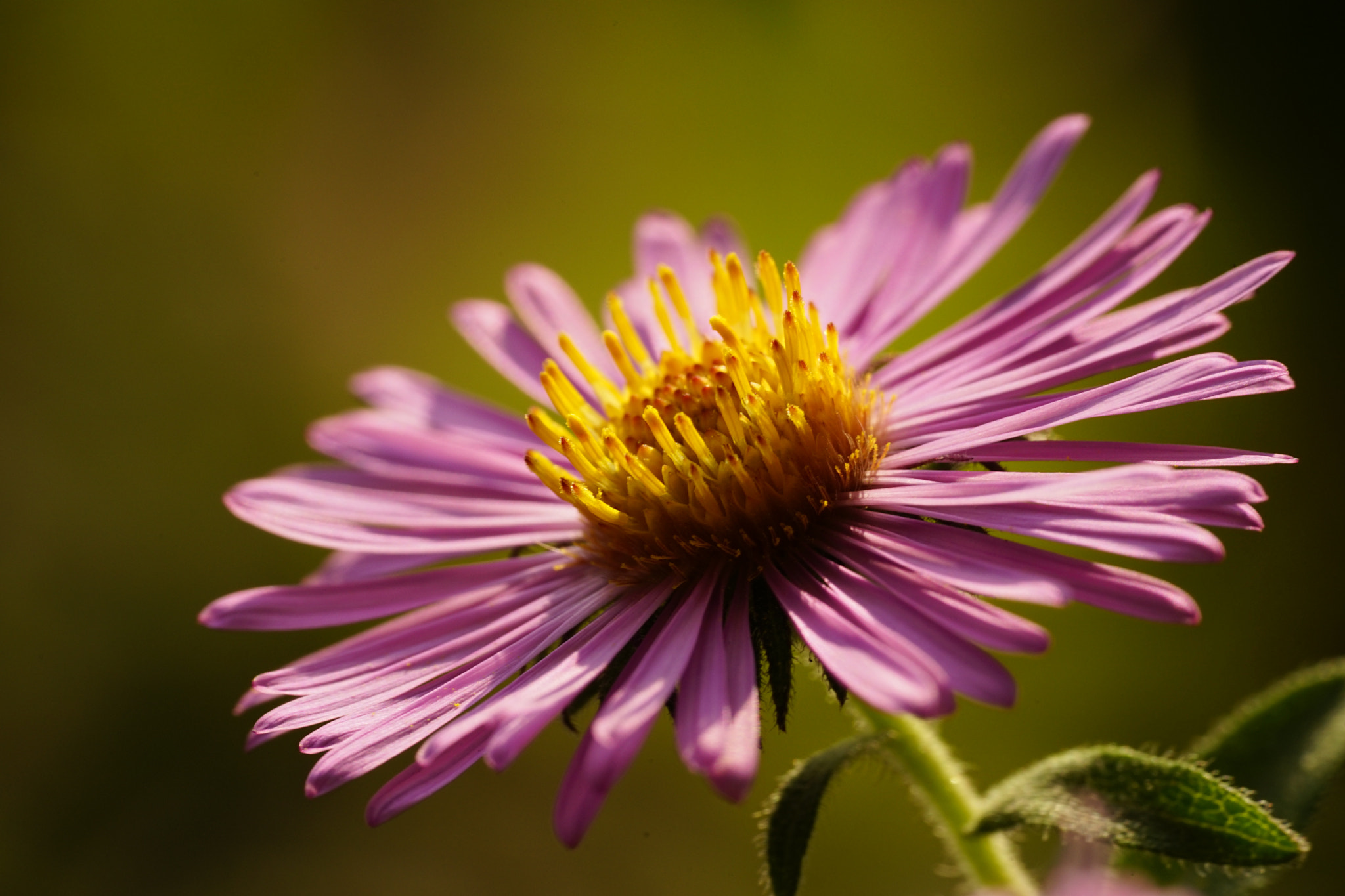 Sony a7 II + Sony FE 90mm F2.8 Macro G OSS sample photo. Blooming... photography