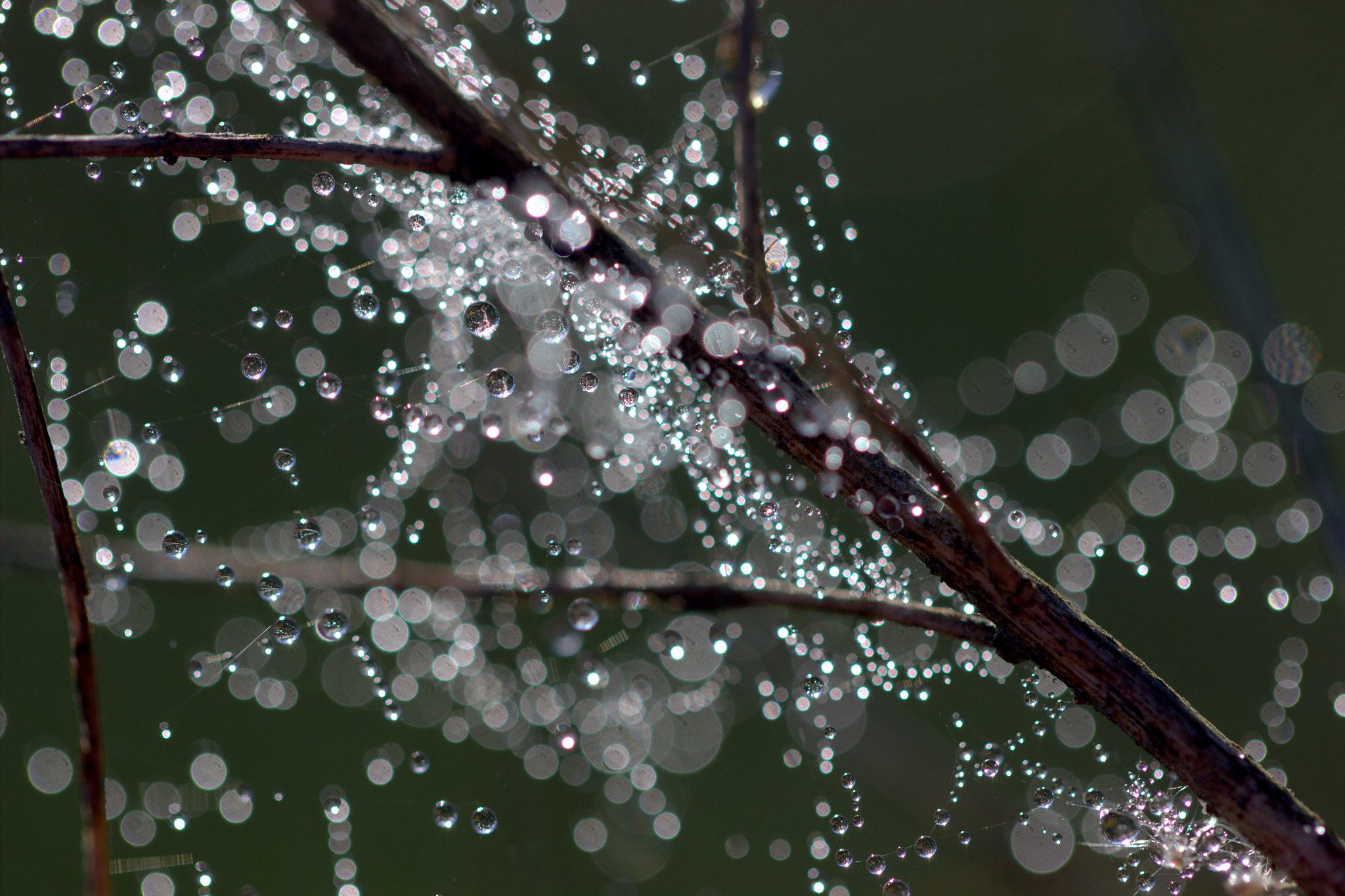Canon EOS 600D (Rebel EOS T3i / EOS Kiss X5) + Canon EF 100mm F2.8L Macro IS USM sample photo. Droplets galaxy photography
