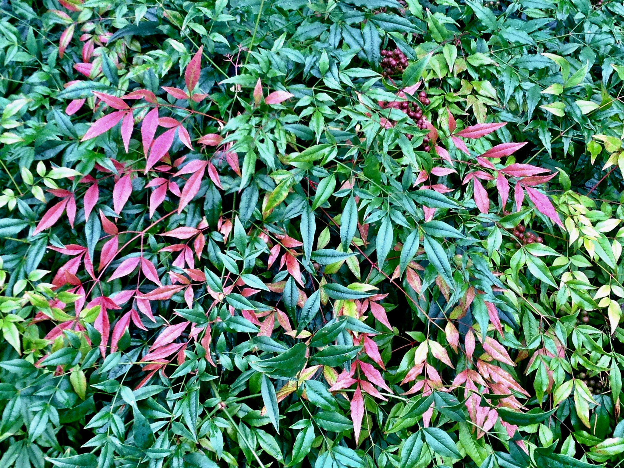 Apple iPhone5,2 sample photo. Leaves 叶 photography