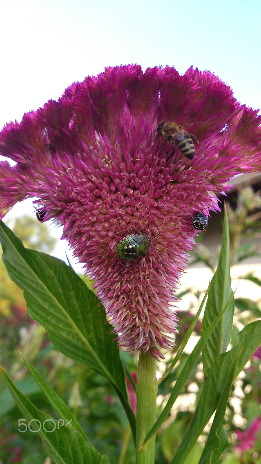 Sony Xperia T sample photo. Time for a meal photography