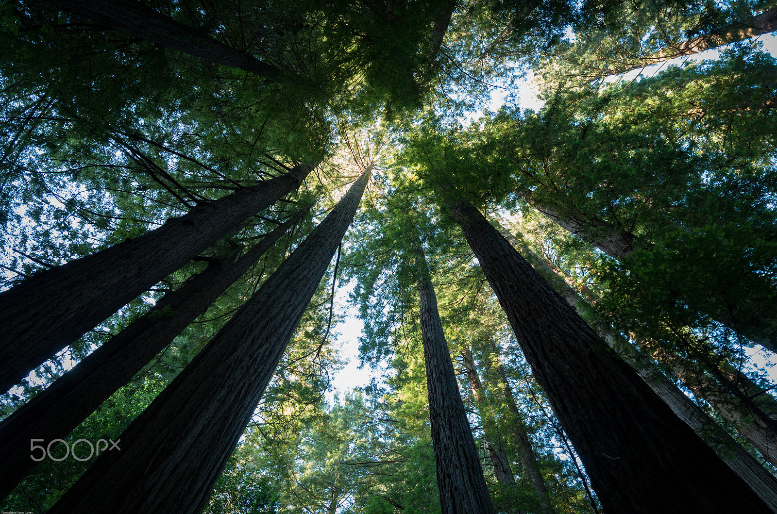 Pentax K-50 sample photo. Avenue of the giants photography