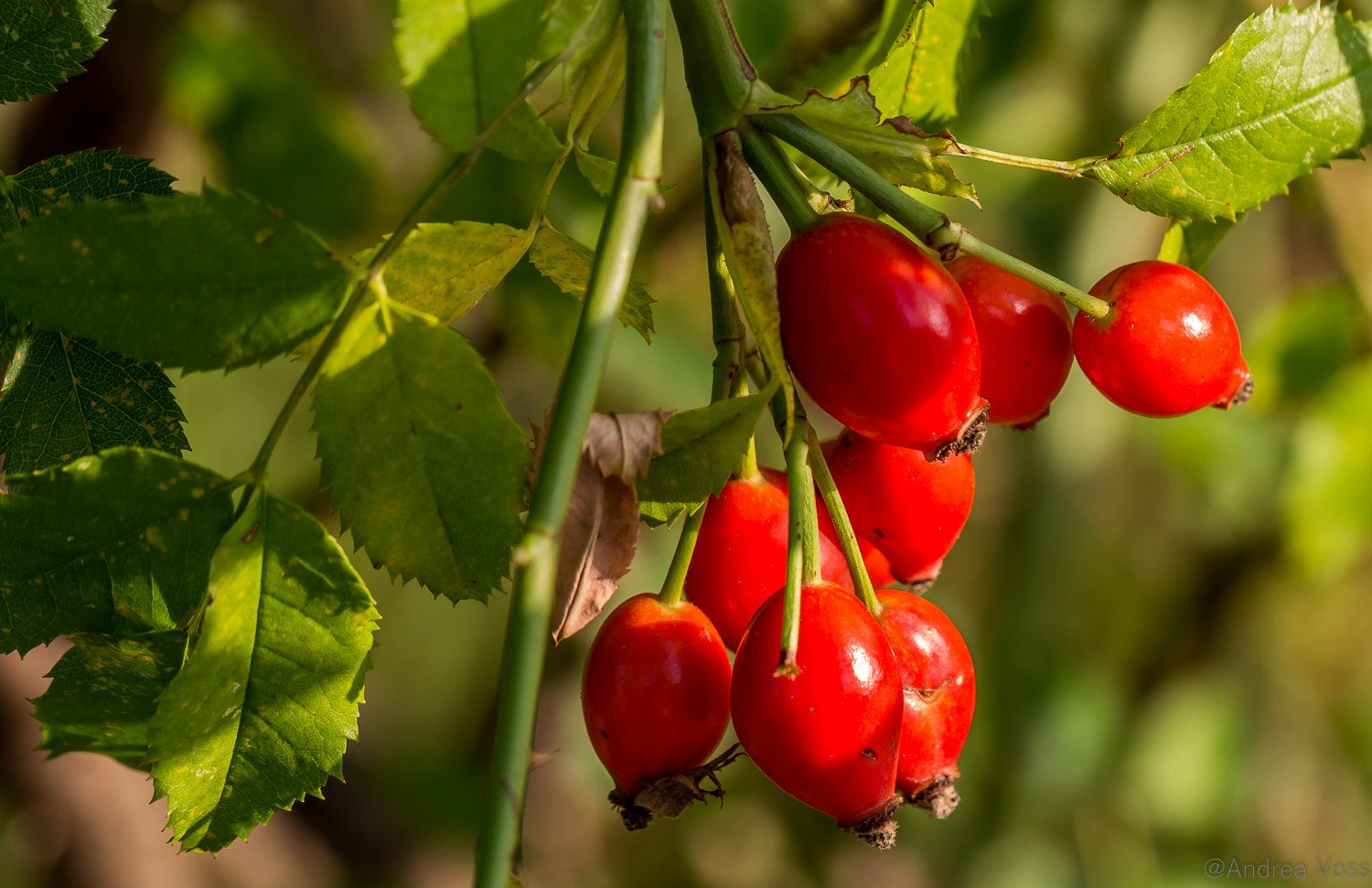 Canon EOS 60D + Canon EF 100mm F2.8L Macro IS USM sample photo. Rosehips photography