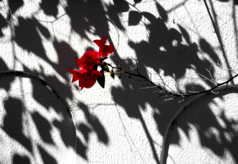 Sony DSC-W390 sample photo. Red flower on a white a wall photography