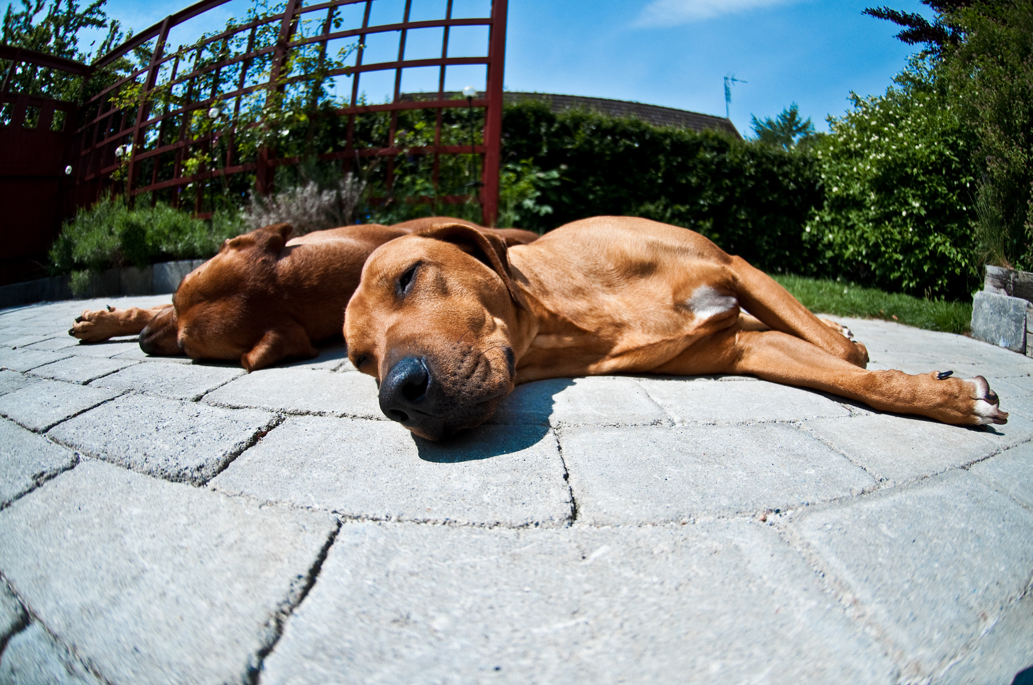 Nikon AF DX Fisheye-Nikkor 10.5mm F2.8G ED sample photo. Do not disturb photography