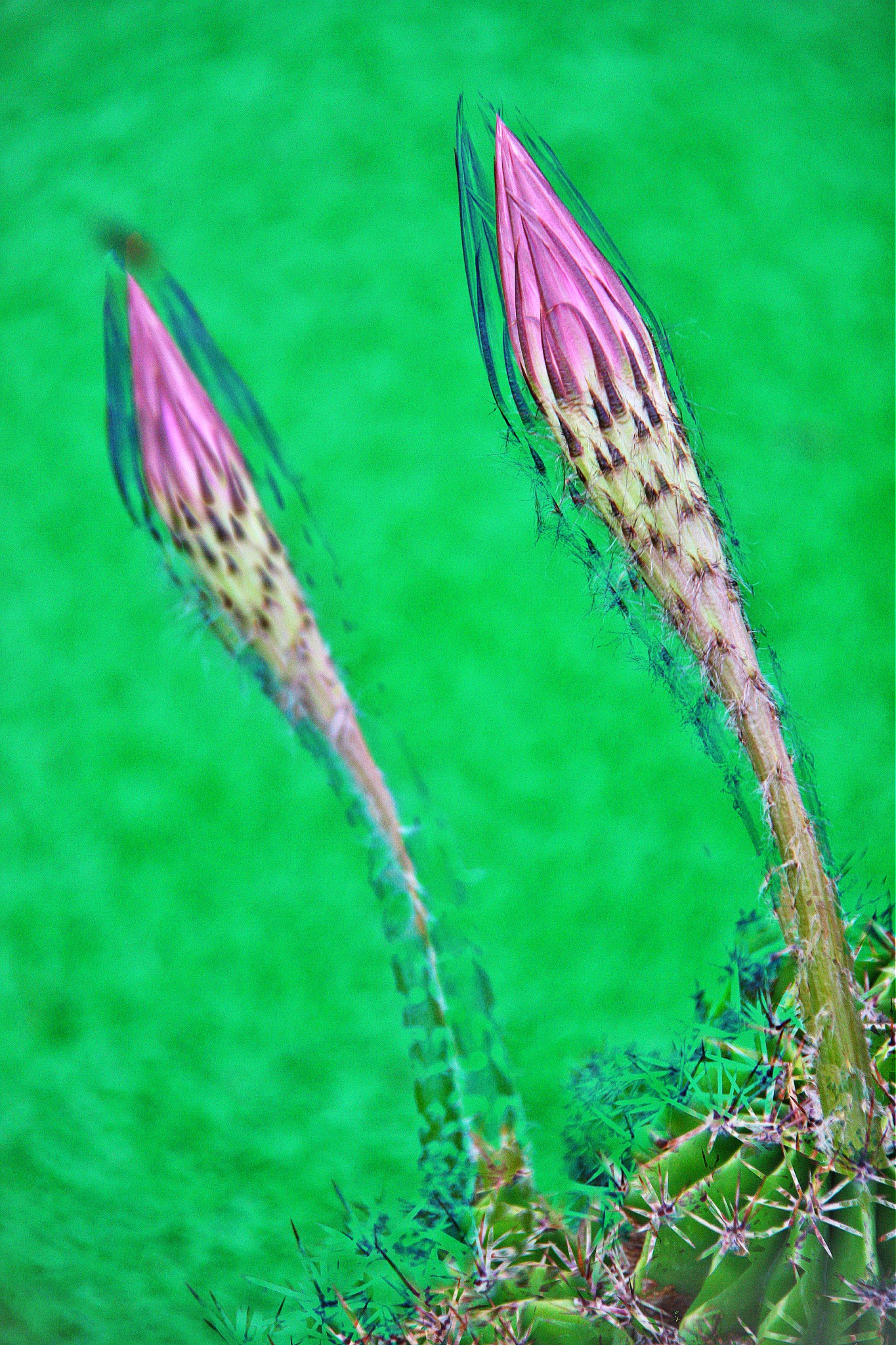 Canon EF-S 18-200mm F3.5-5.6 IS sample photo. Fleurs de cactus photography
