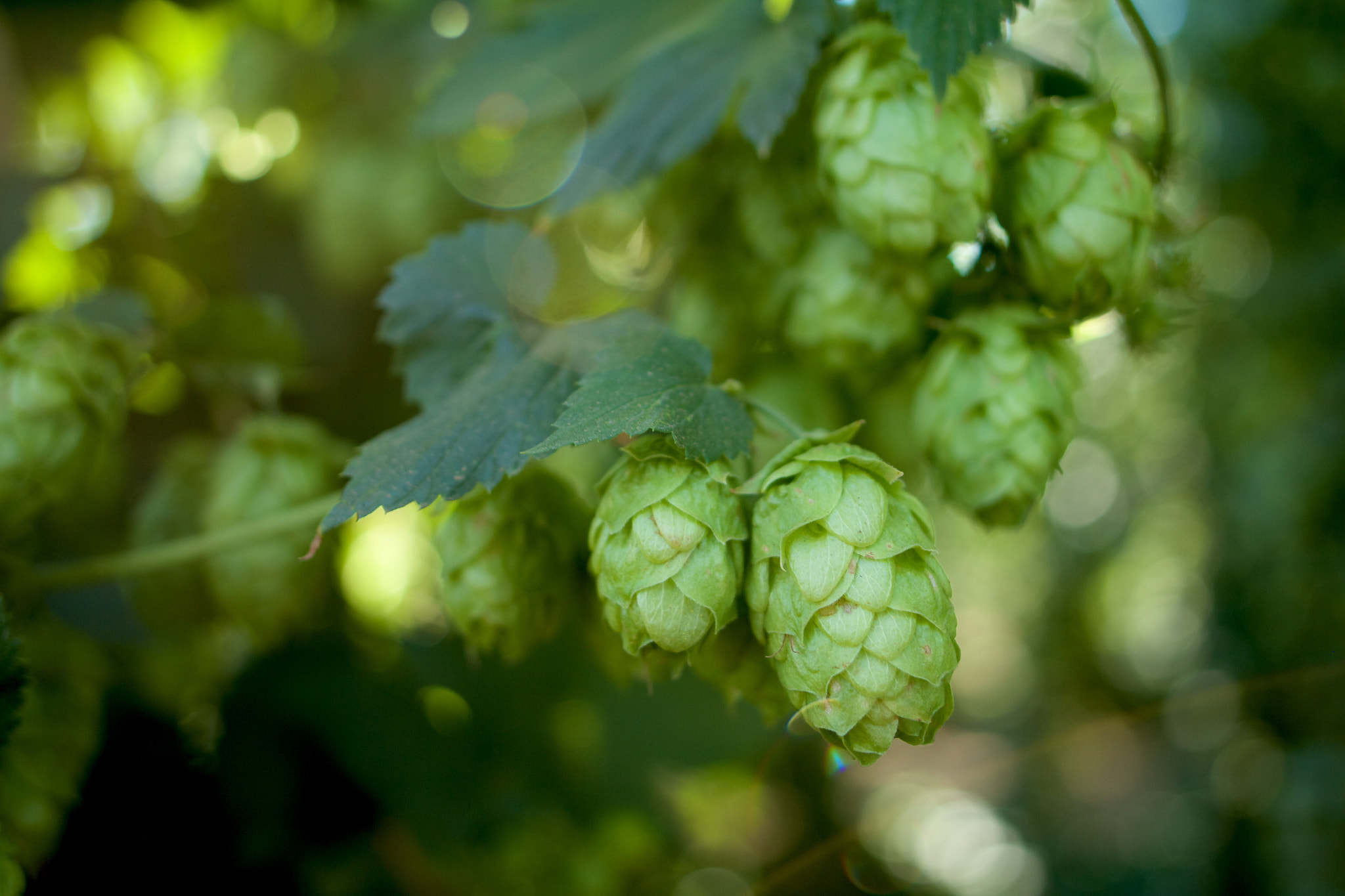 Canon EF 24mm F2.8 IS USM sample photo. Hops photography