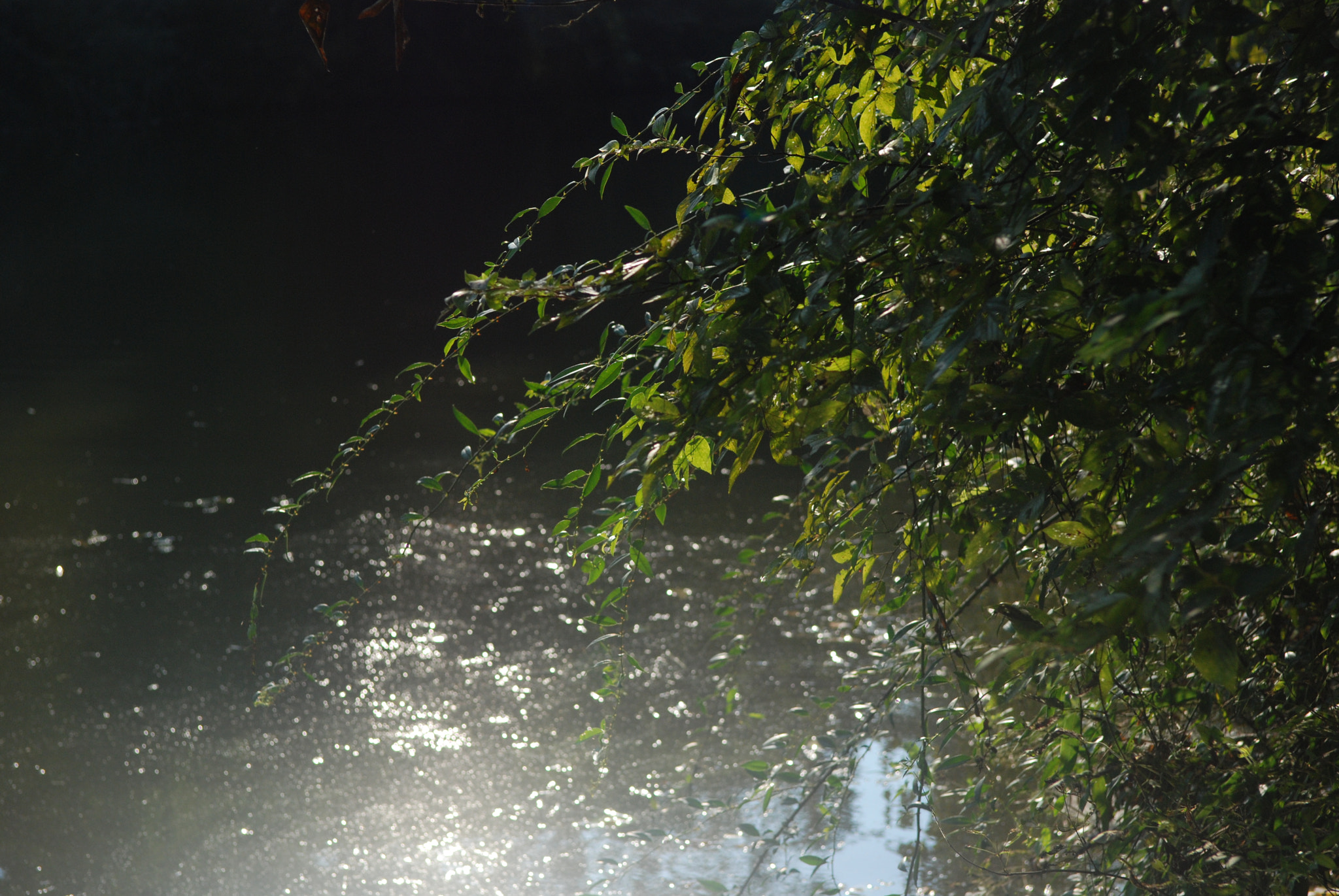 Nikon D80 sample photo. 池塘 photography