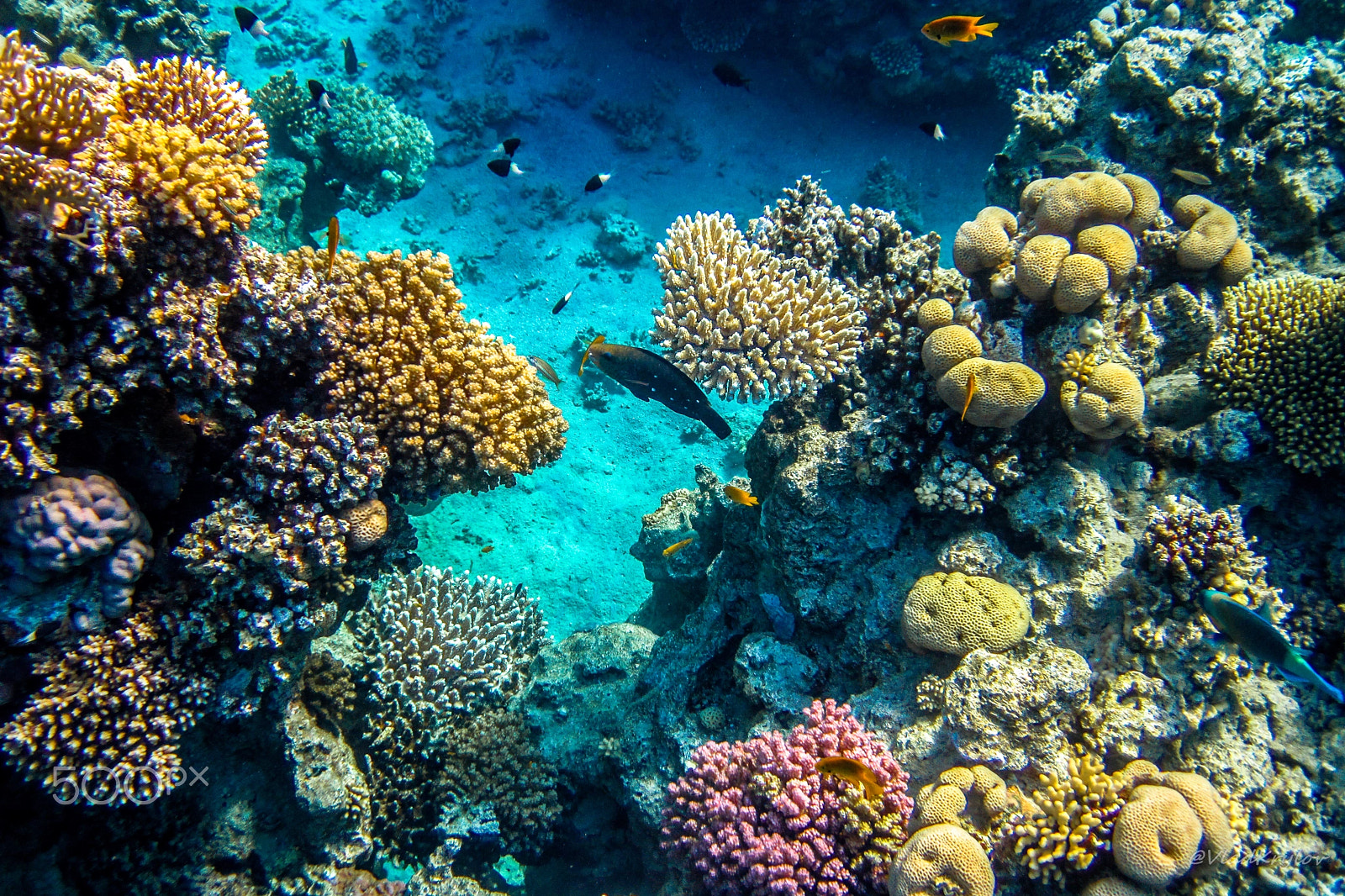 Canon PowerShot D10 sample photo. Red sea underwater. reef. photography