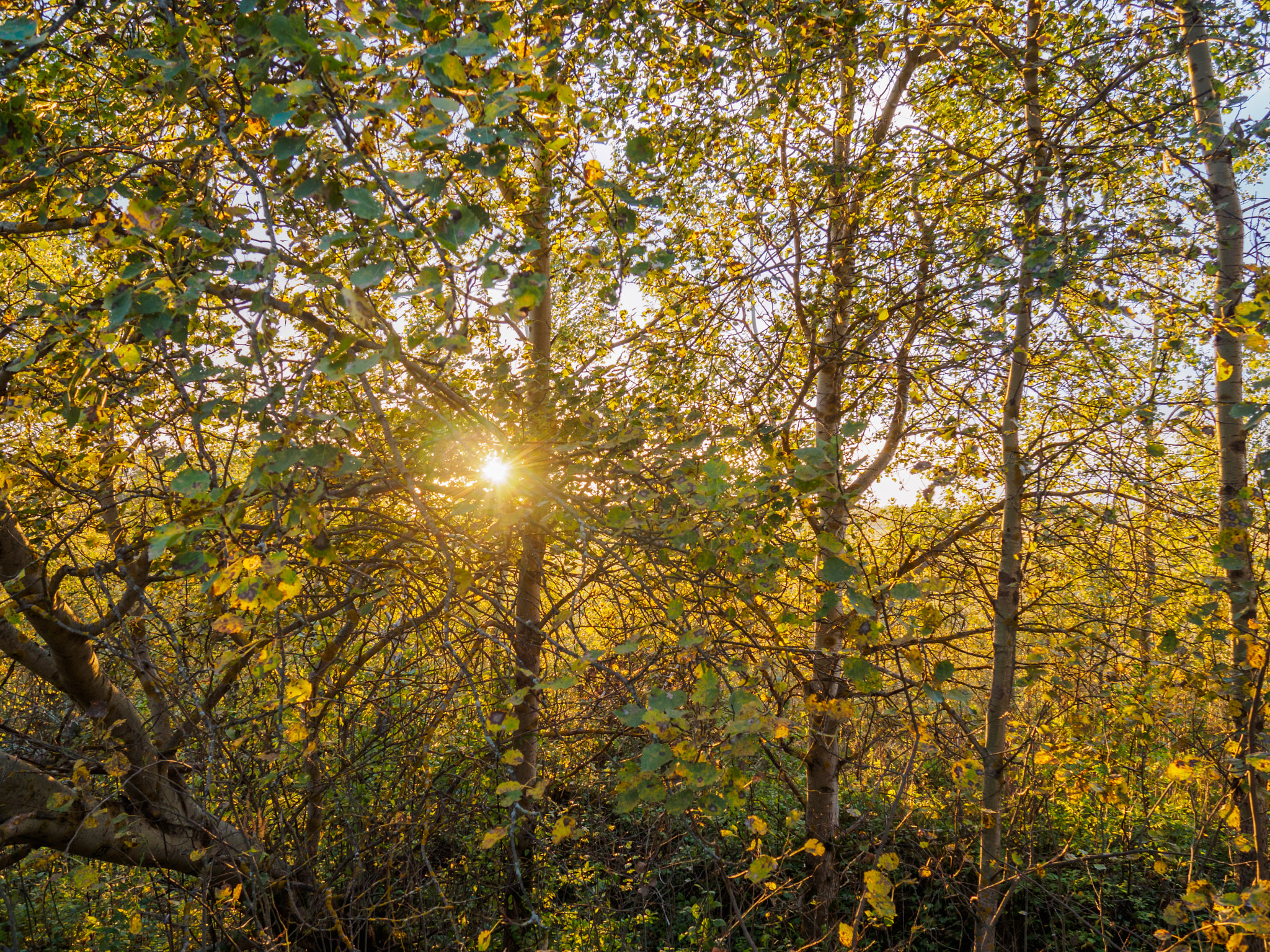 LUMIX G VARIO 14-42/F3.5-5.6 II sample photo. Осень photography
