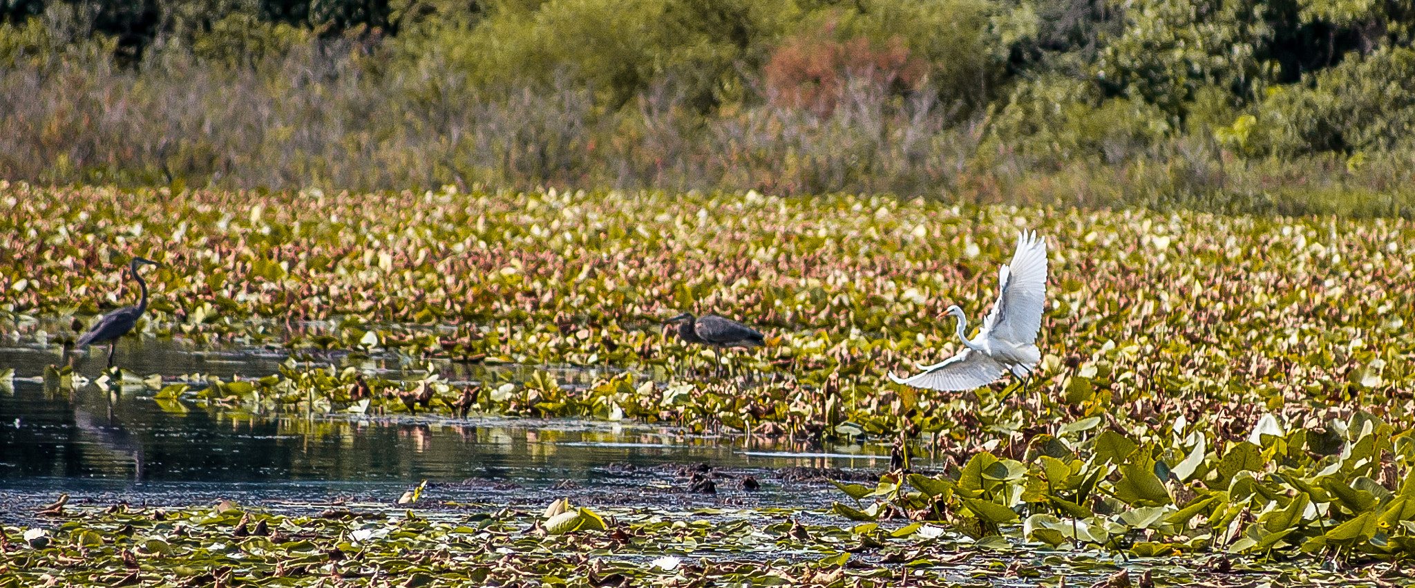 Canon EOS 5D + Canon EF 70-210mm f/4 sample photo. Fly you fools! photography