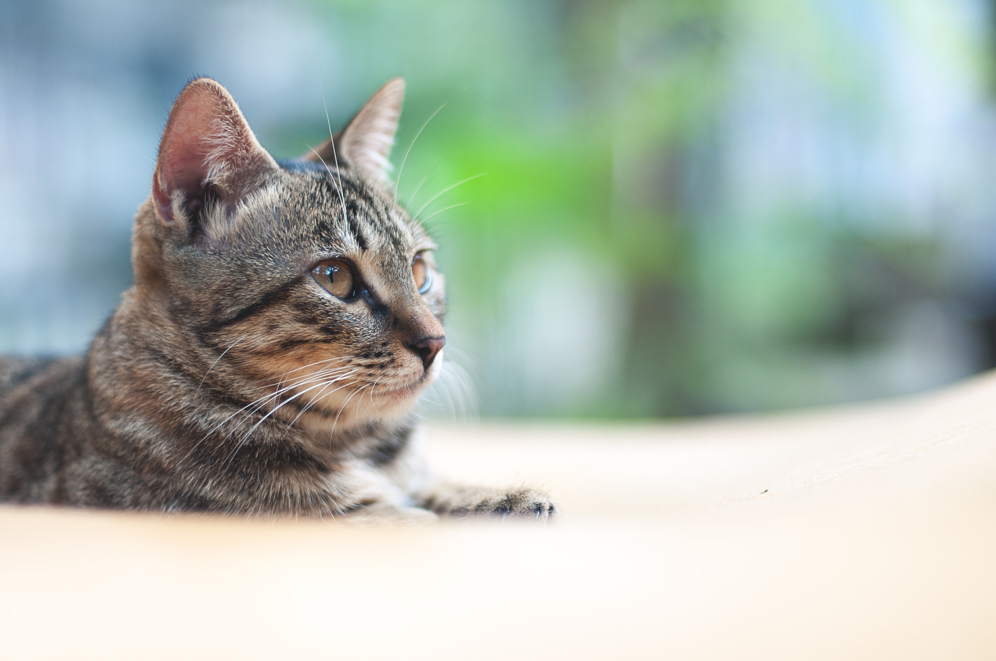 Nikon D300S + Nikon AF Nikkor 50mm F1.4D sample photo. Cat photography