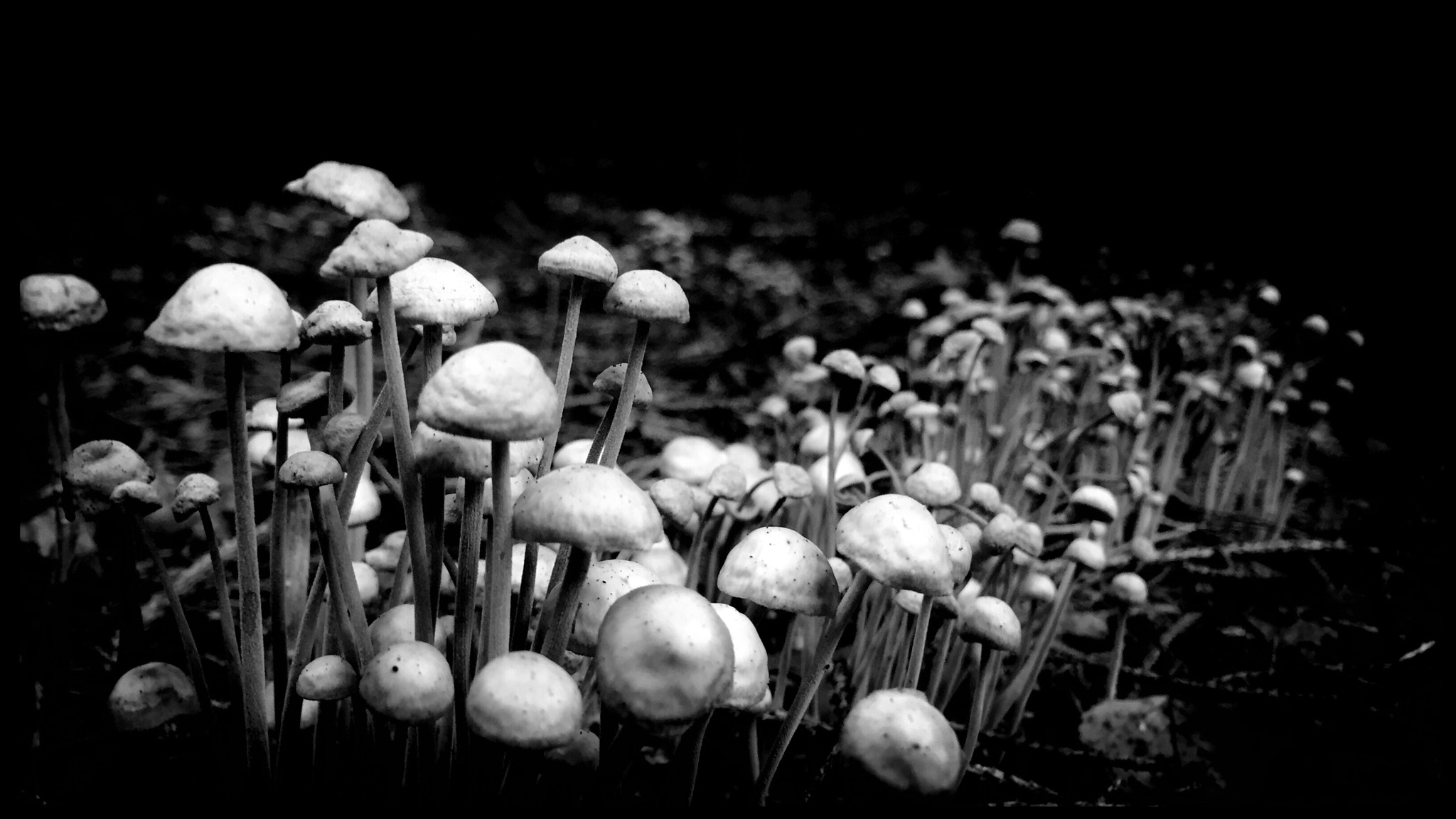 Hipstamatic 314 sample photo. Mushrooms photography